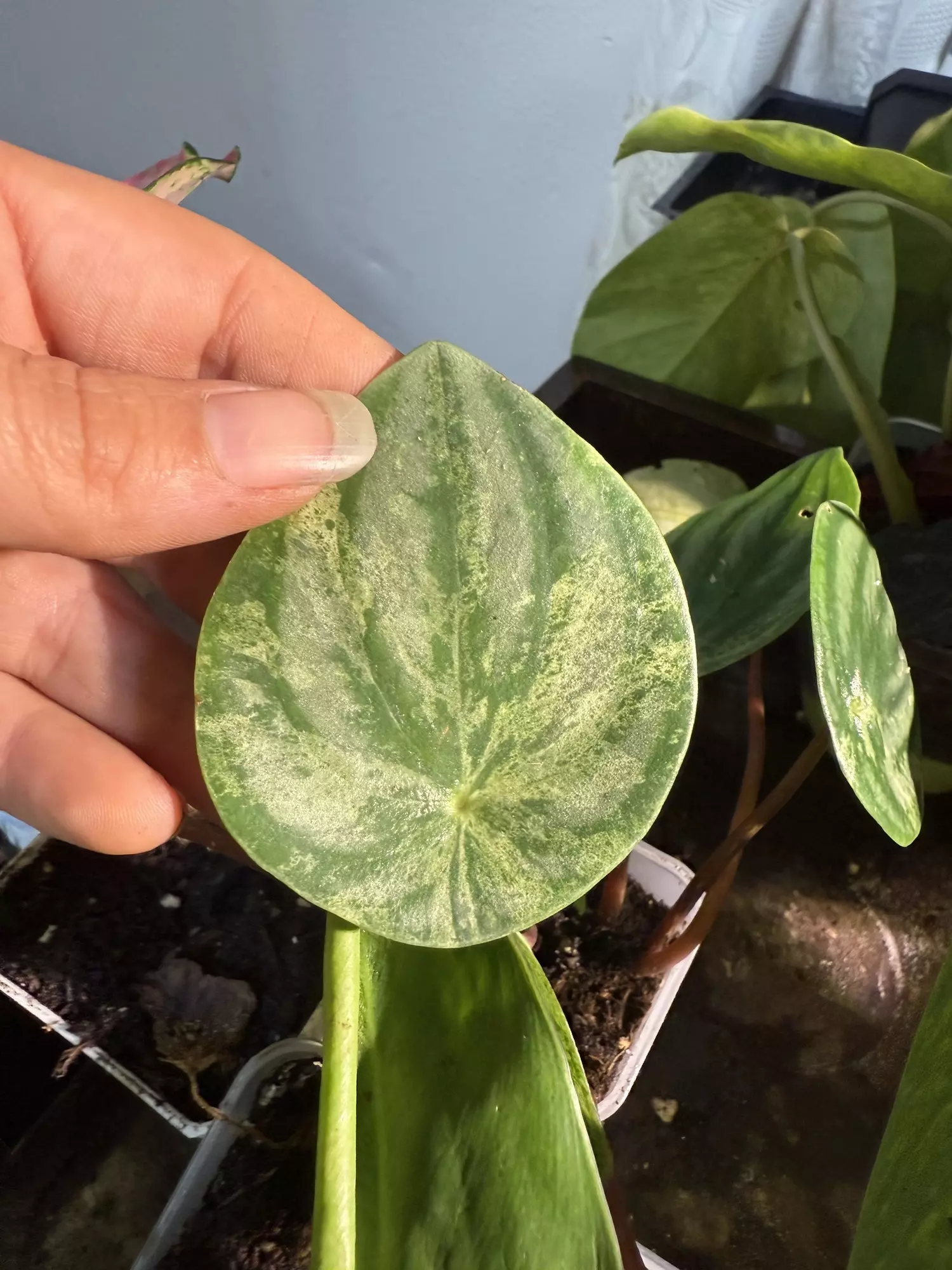 plant/Var watermelon pepperomia-0