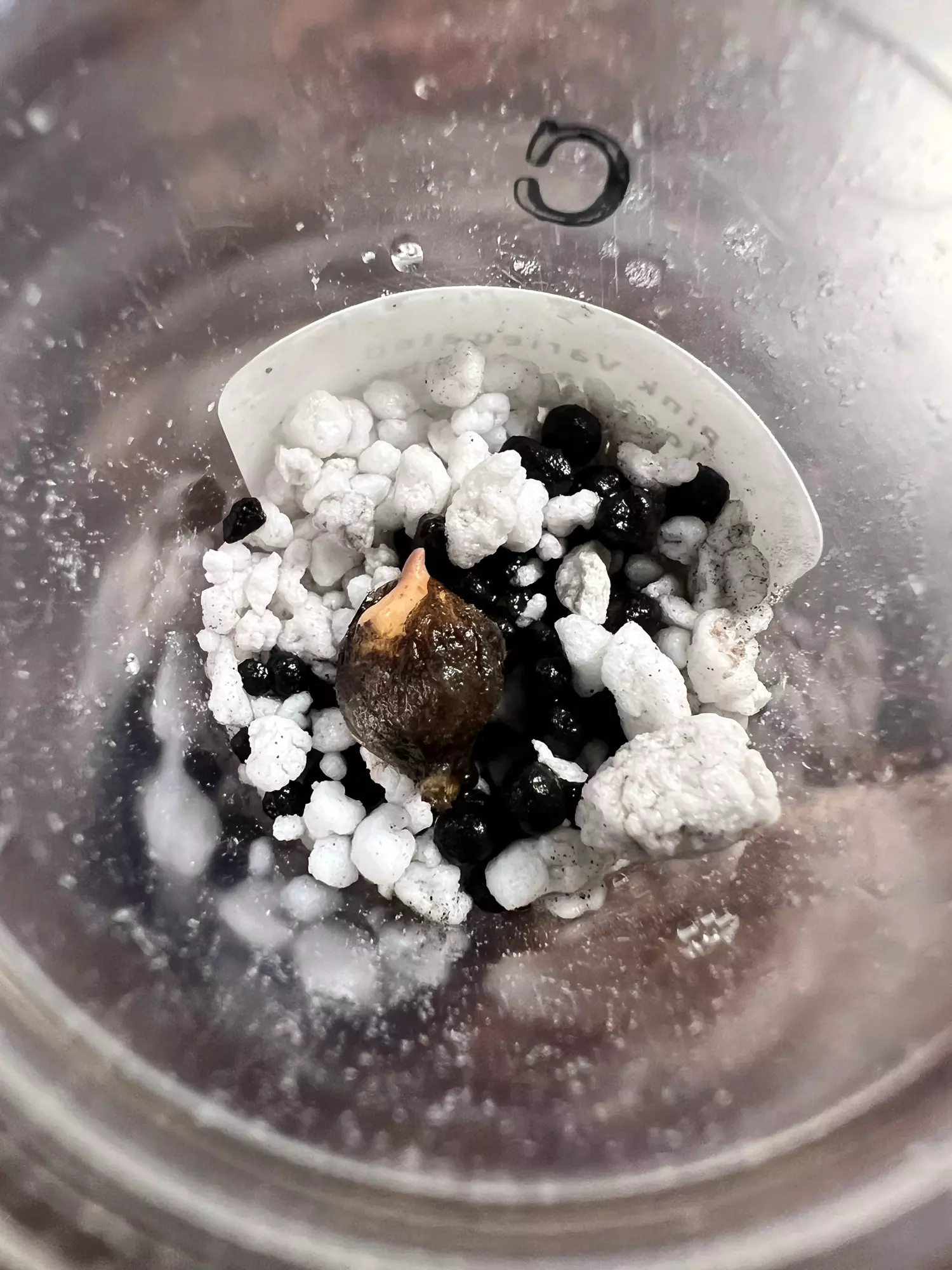 plant/Corm C - Pink Variegated Alocasia Plumbea Corm-2