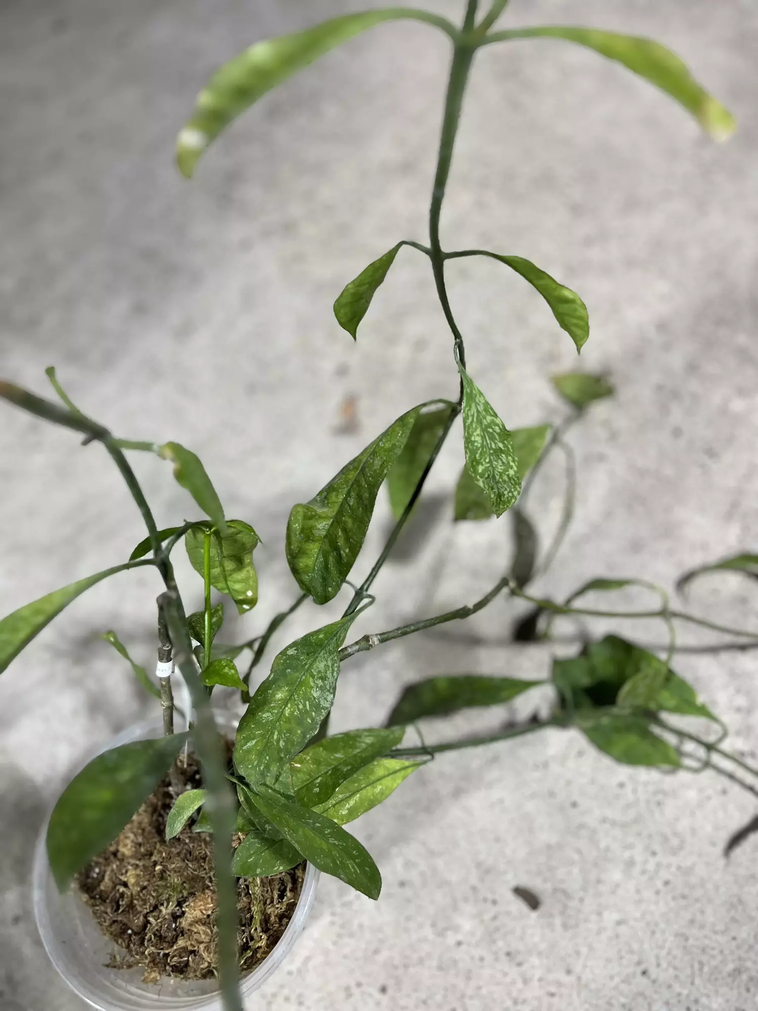 plant/Hoya multiflora javanica CUTTING-0