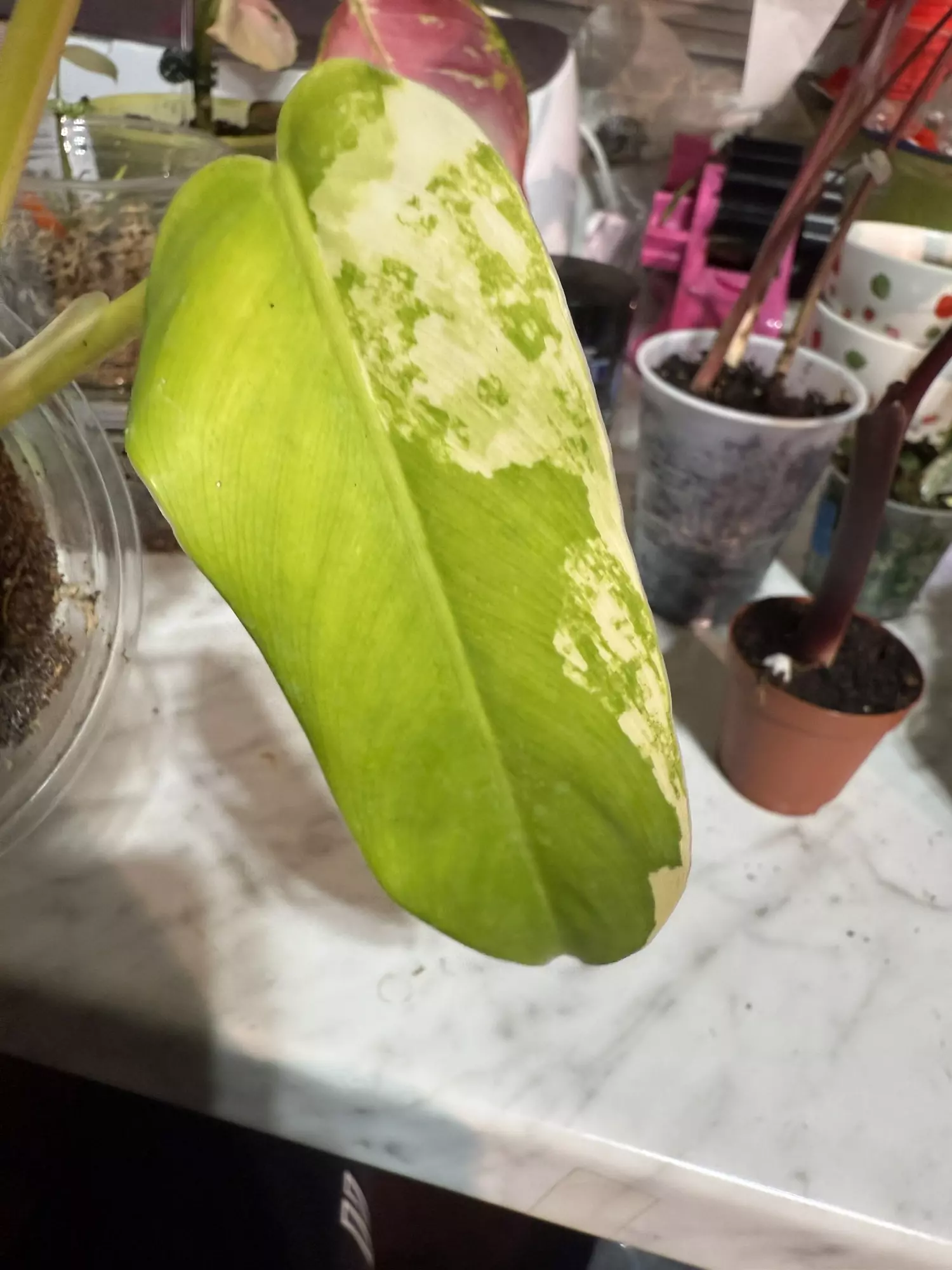 plant/Var. domesticum-1