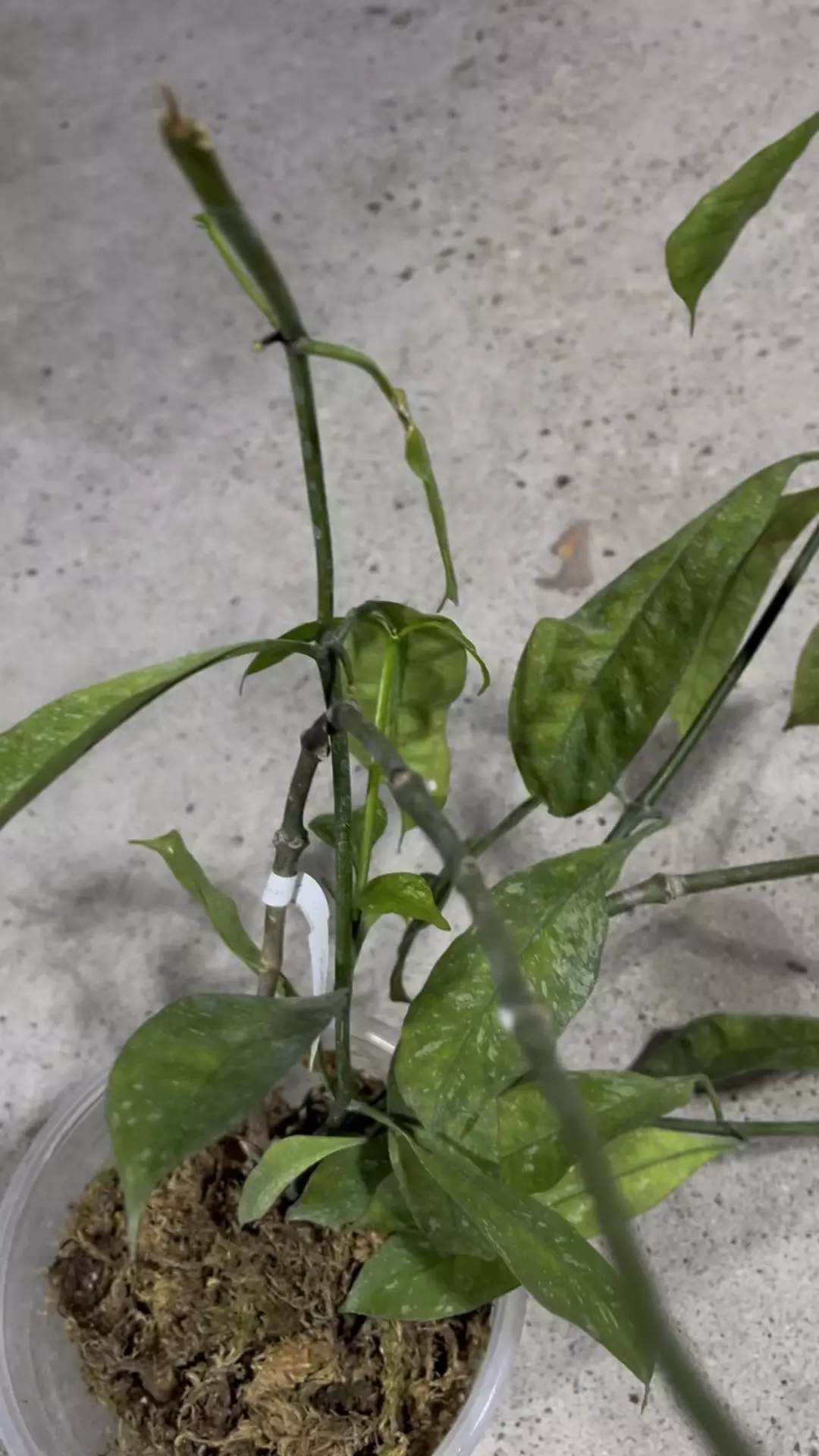 plant/Hoya multiflora javanica CUTTING-1