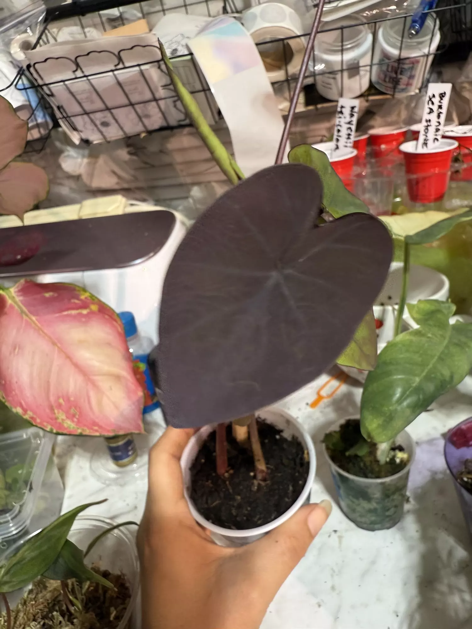 plant/Black magic colocasia-0