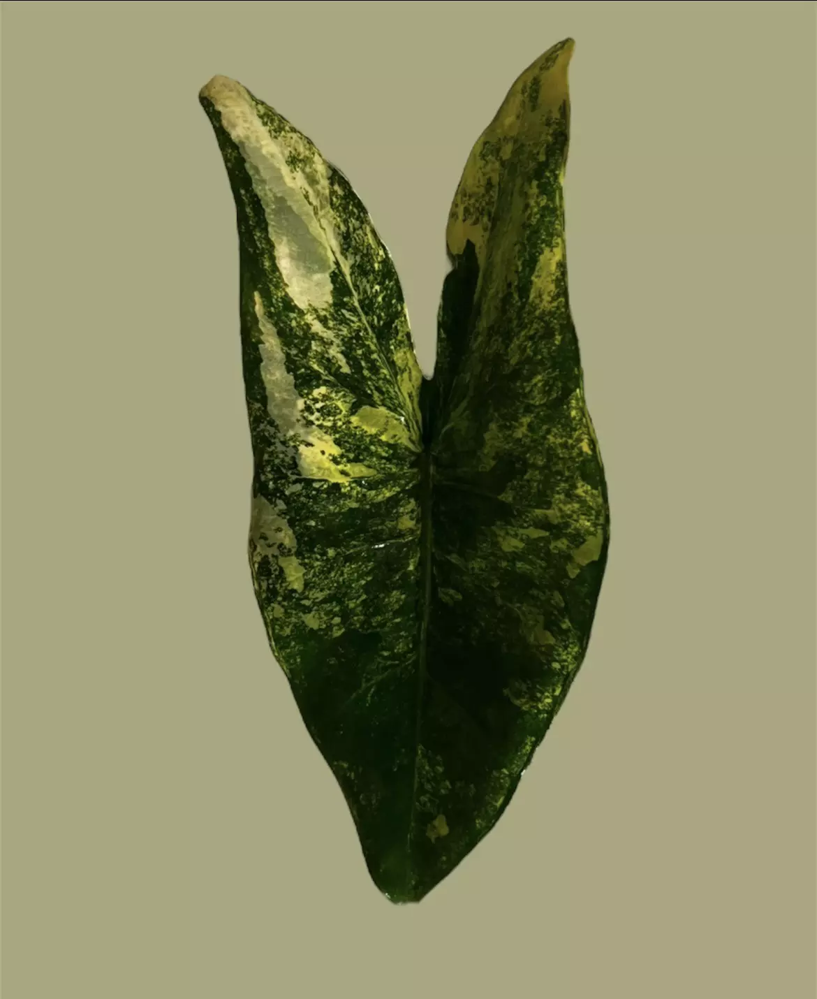 plant/Corm C - Aurea Variegated Alocasia Zebrina-0