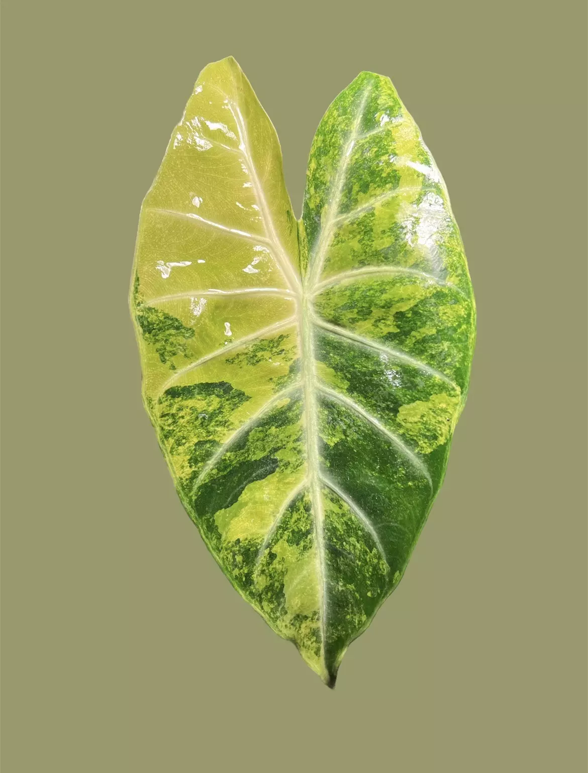 plant/Corm B - Aurea Variegated Alocasia Nairobi Nights-1