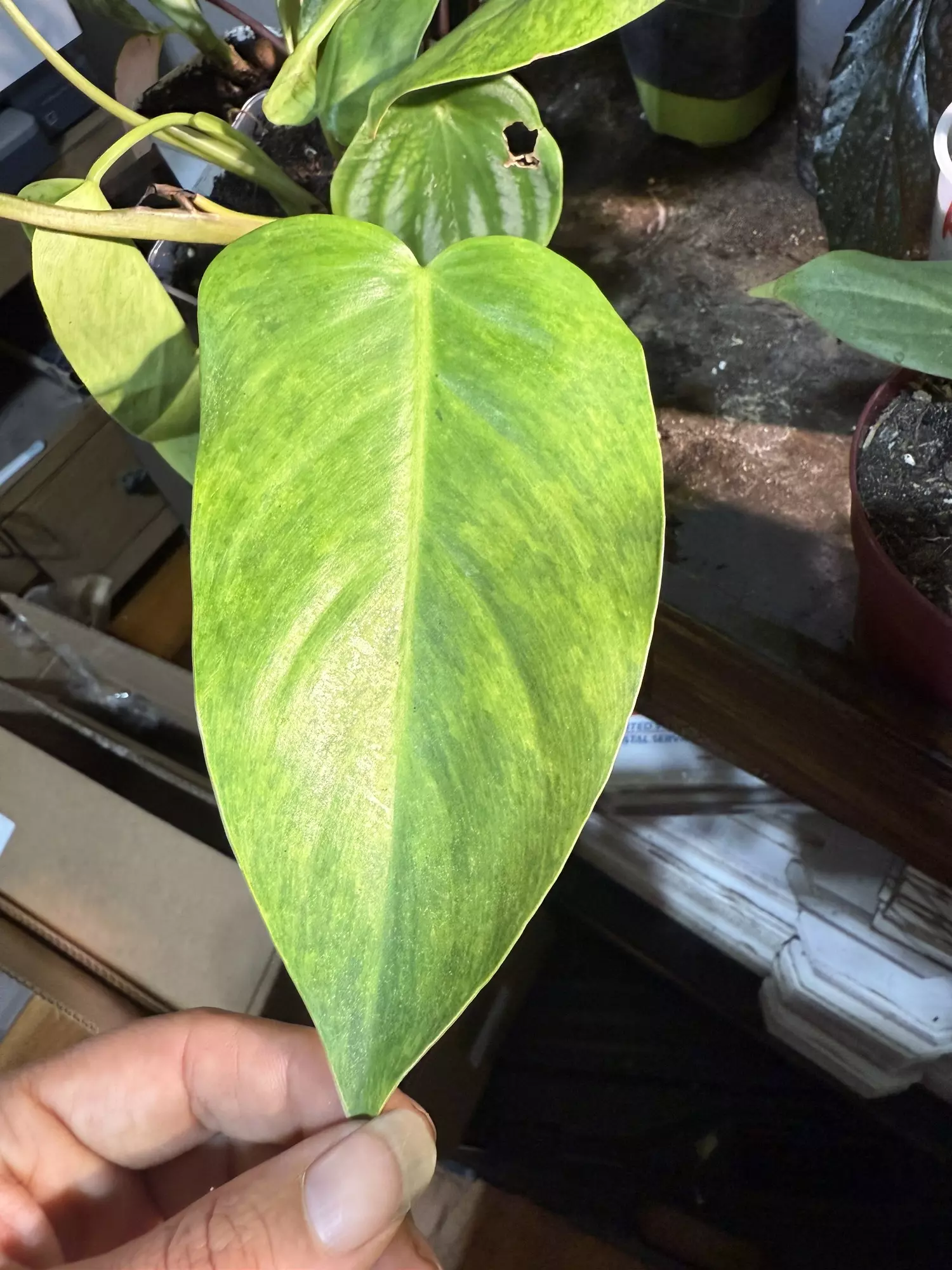 plant/Philodendron painted lady-0