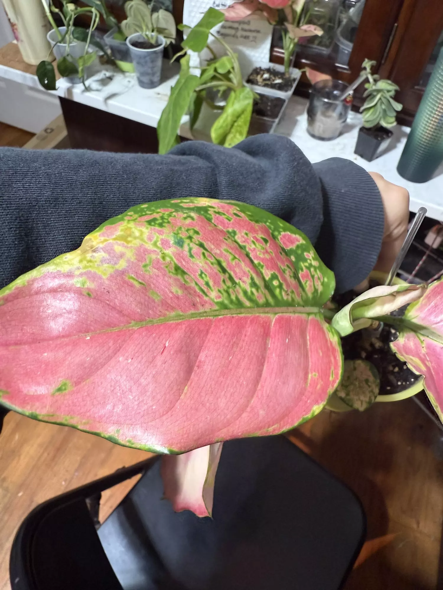 plant/Aglaonema pink china-2