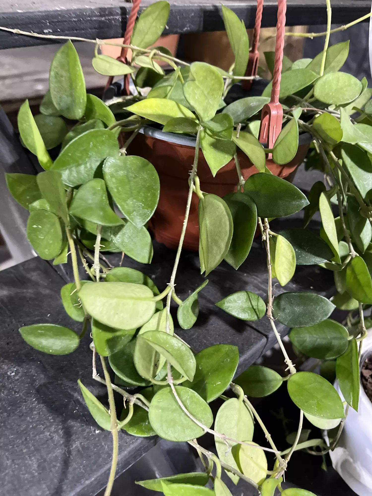 plant/Hoya Chouke CUTTING-0