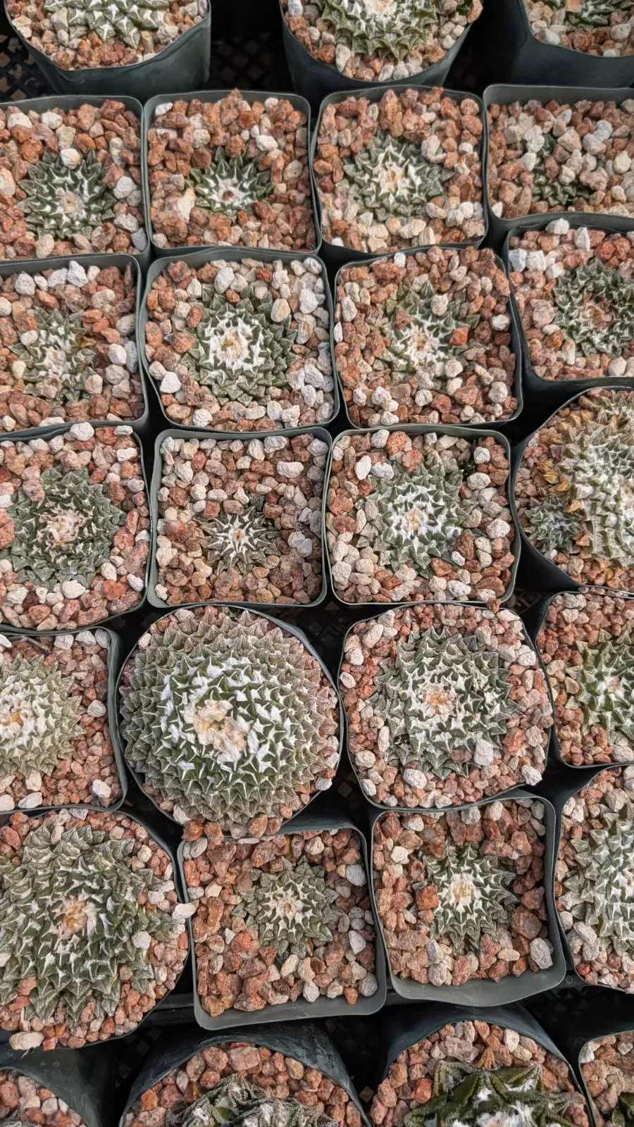 plant/SEEDS Ariocarpus kots. ssp Elephantidens 10 seeds-0