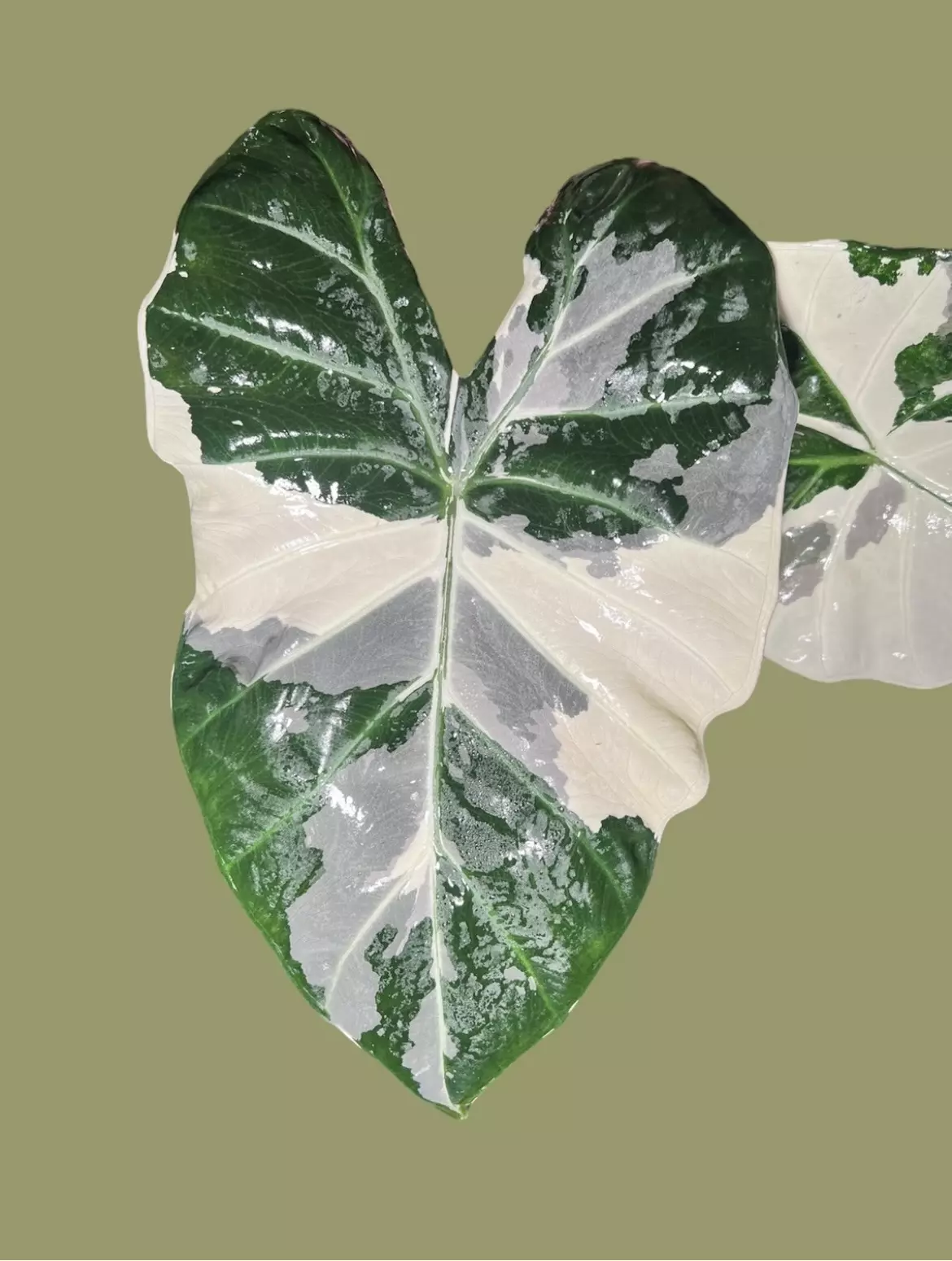 plant/Albo Variegated Alocasia Regal Shield Corm-1