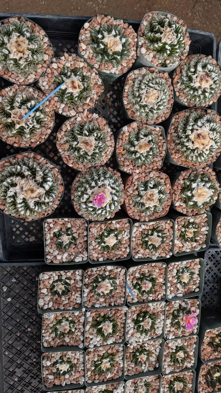 plant/SEEDS Ariocarpus fissuratus ssp. hintonii 10 seeds-1