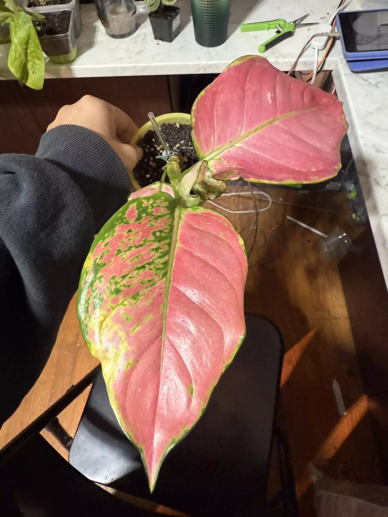 plant/Aglaonema pink china-0