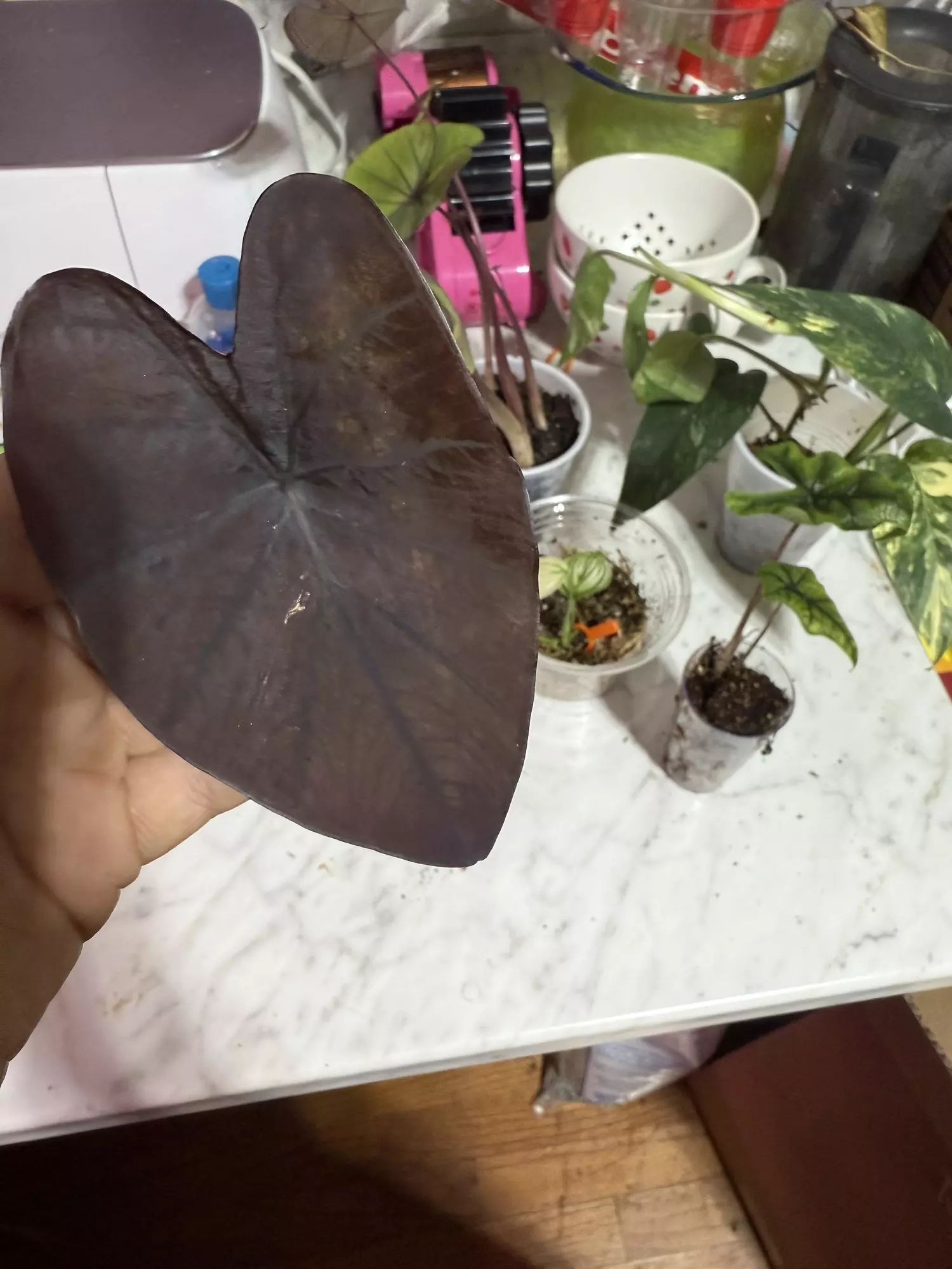plant/Black magic colocasia-1