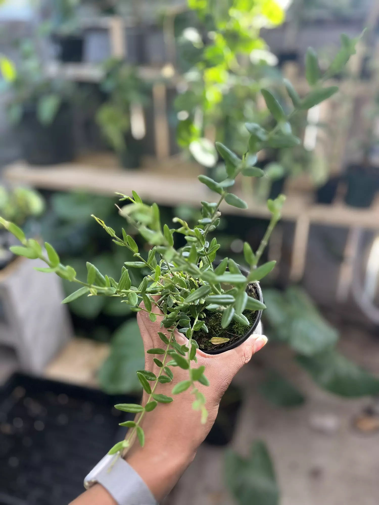 plant/Hoya engleriana full plant-0