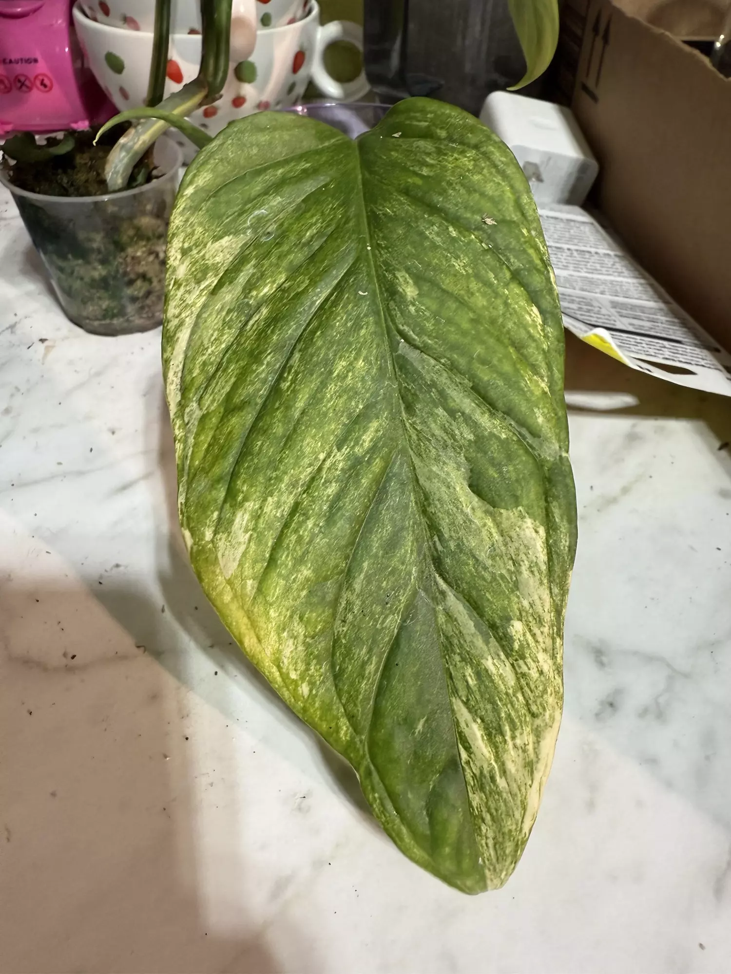 plant/Obliqua mayuna monstera-0