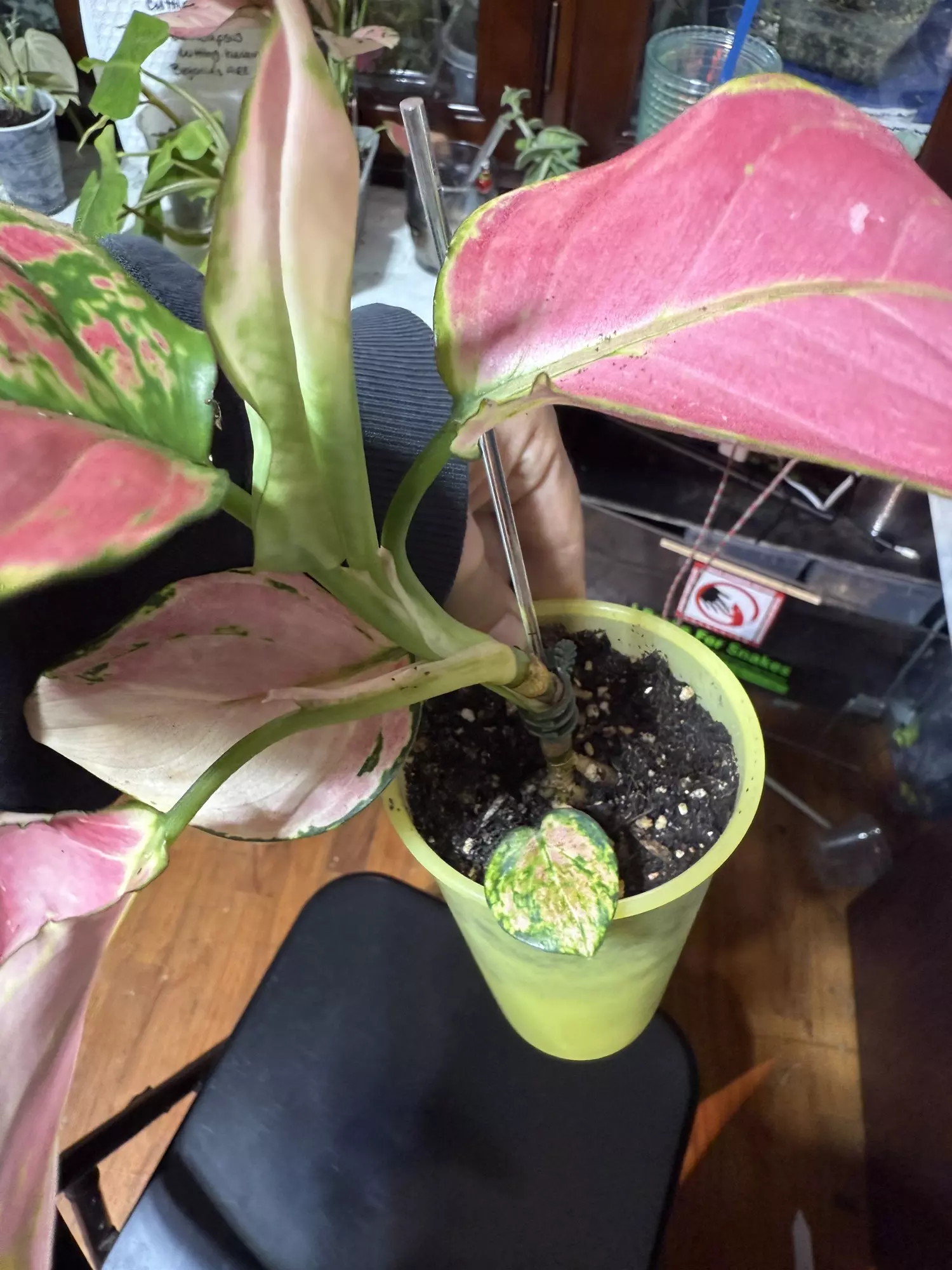 plant/Aglaonema pink china-1