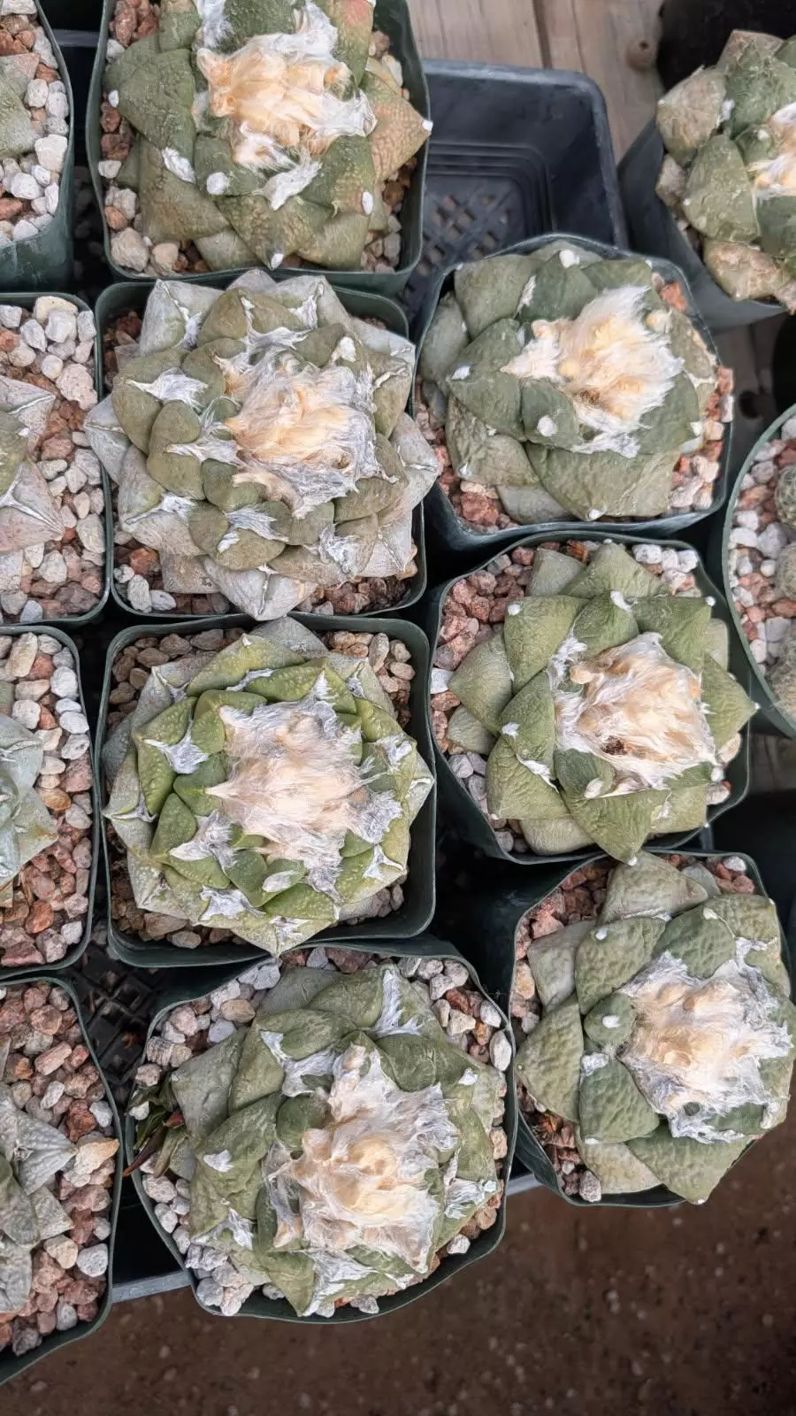 plant/SEEDS Ariocarpus retusus furfuraceous “Super Fat” x fiss “Badzilla” F2 10 seeds-0