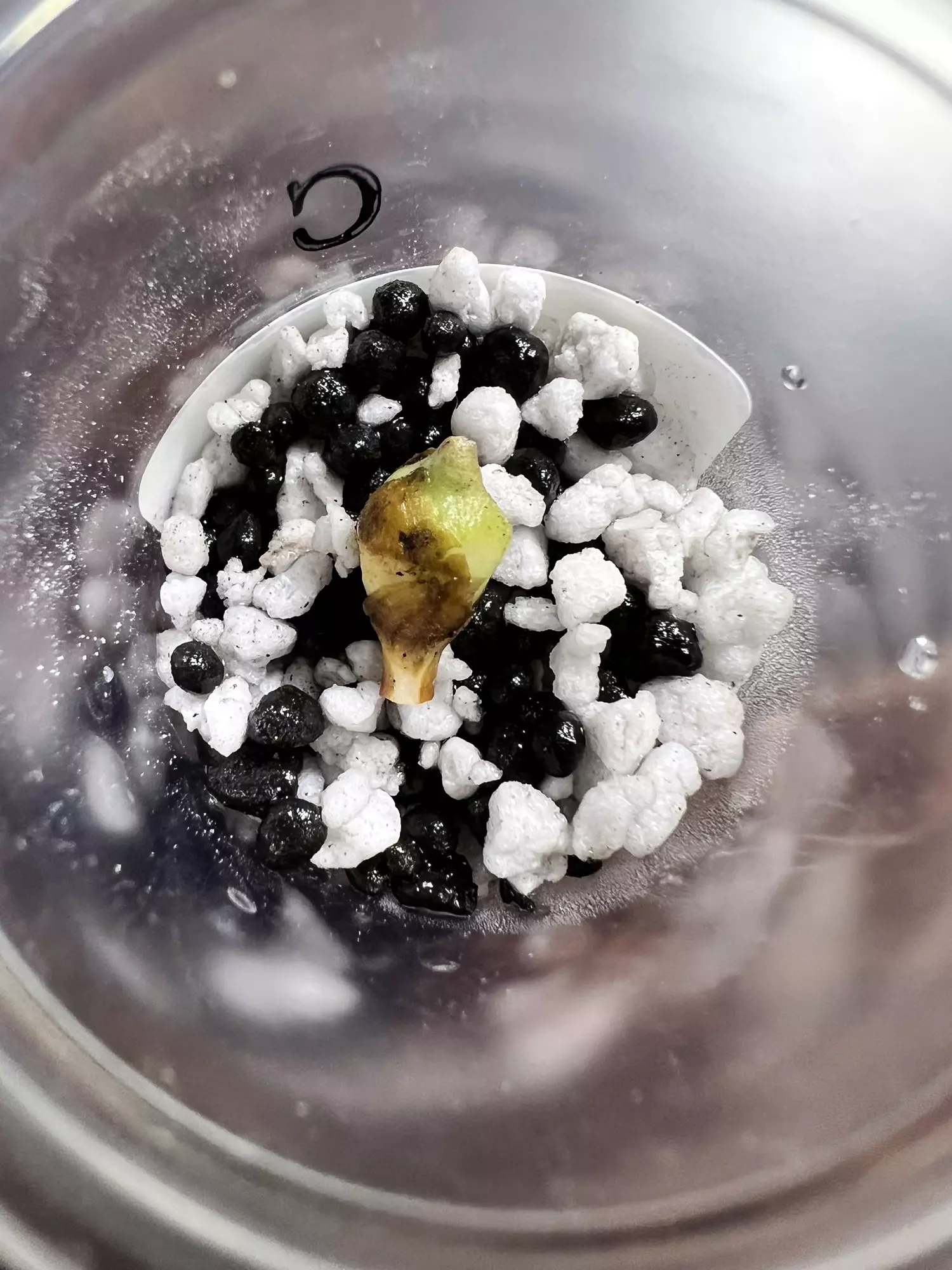 plant/Corm C - Aurea Variegated Alocasia Zebrina-1