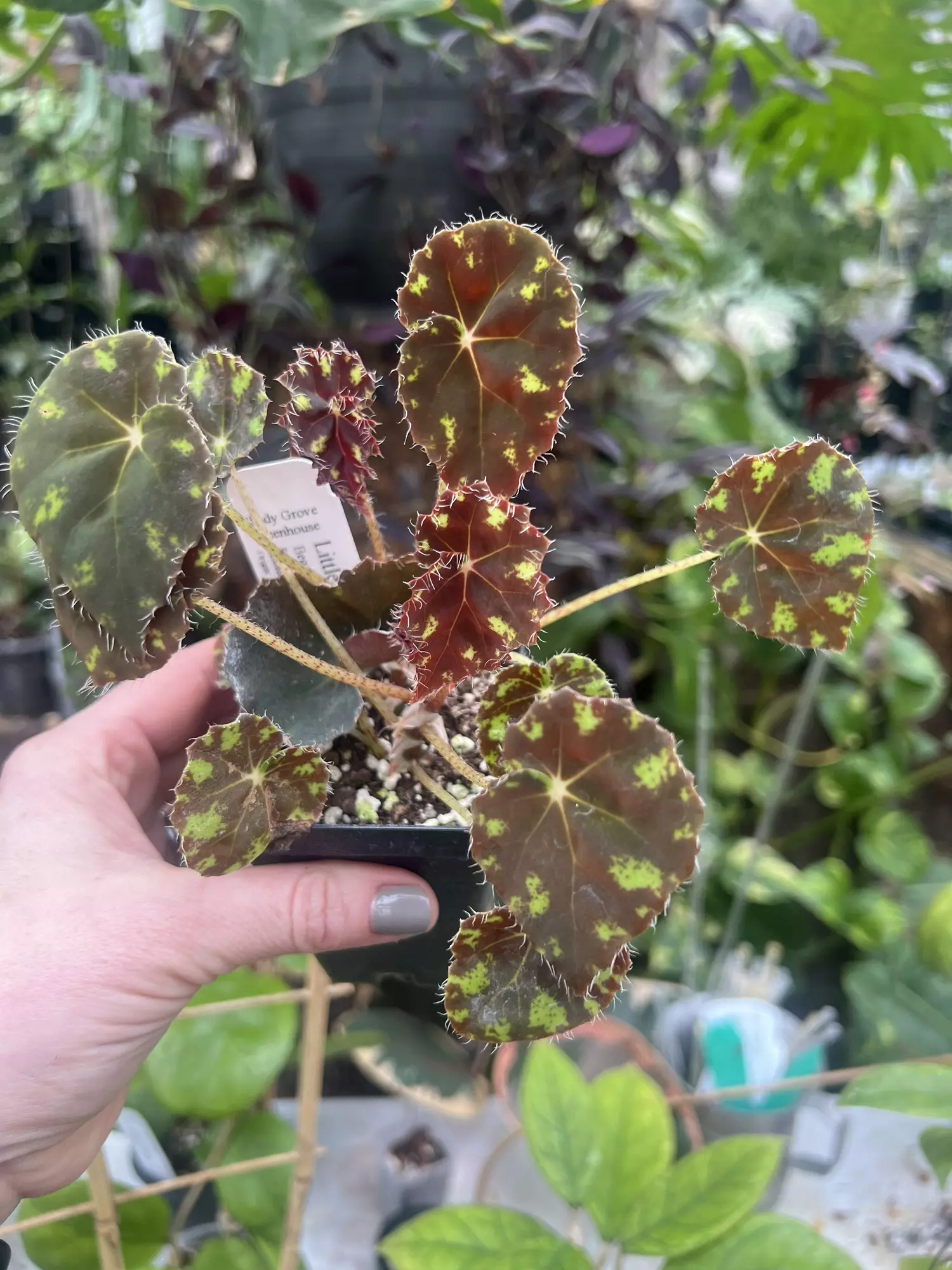 plant/Begonia Little Darling-0