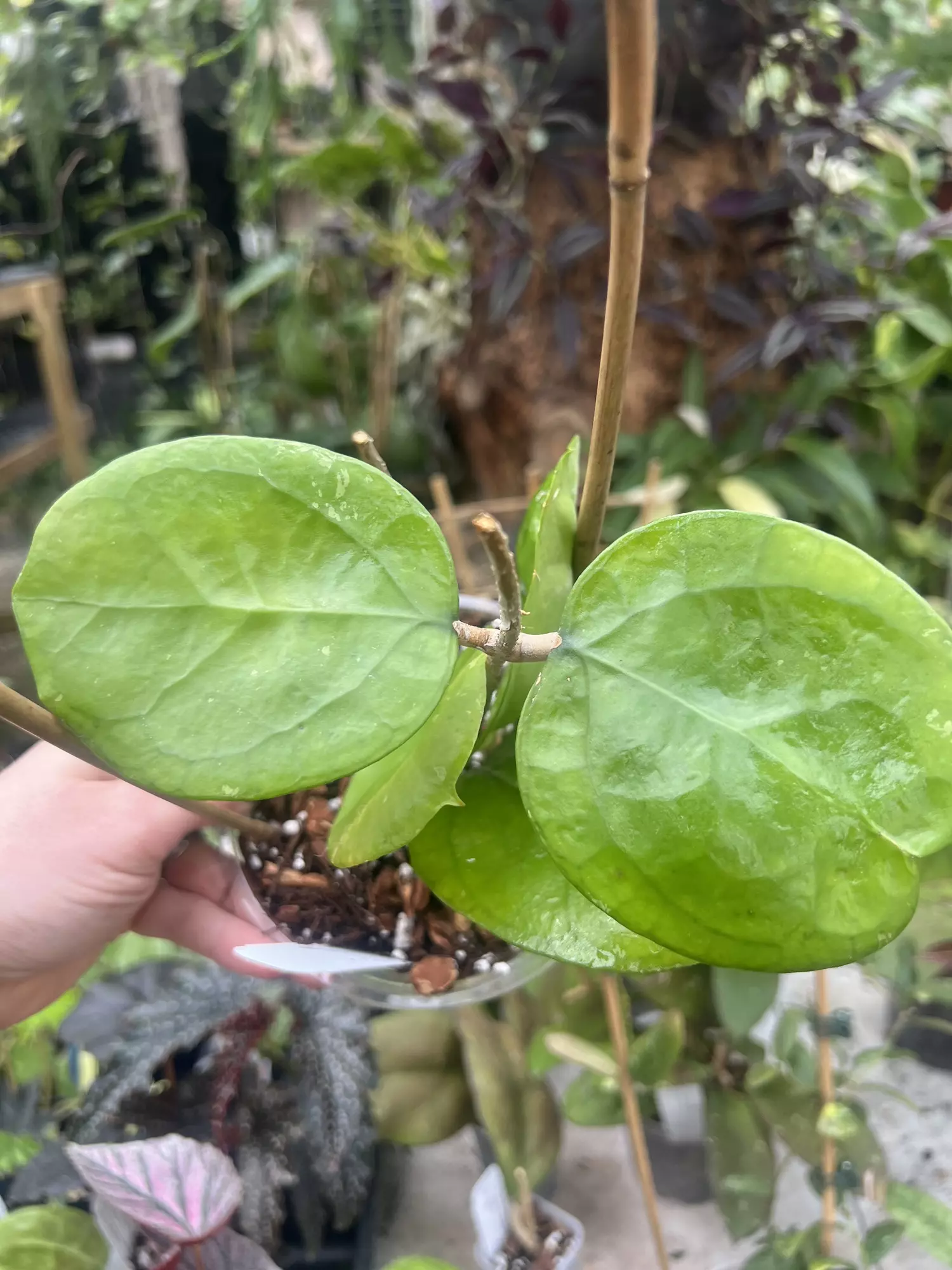 plant/Hoya ricardo-0