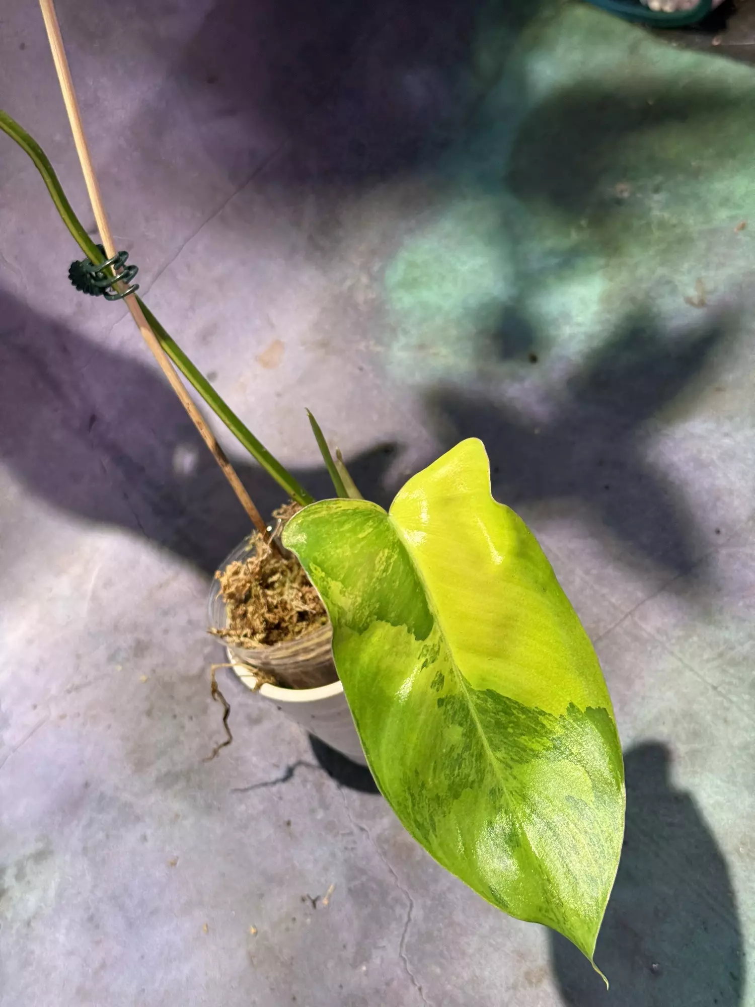 plant/Philodendron Aquarius-0