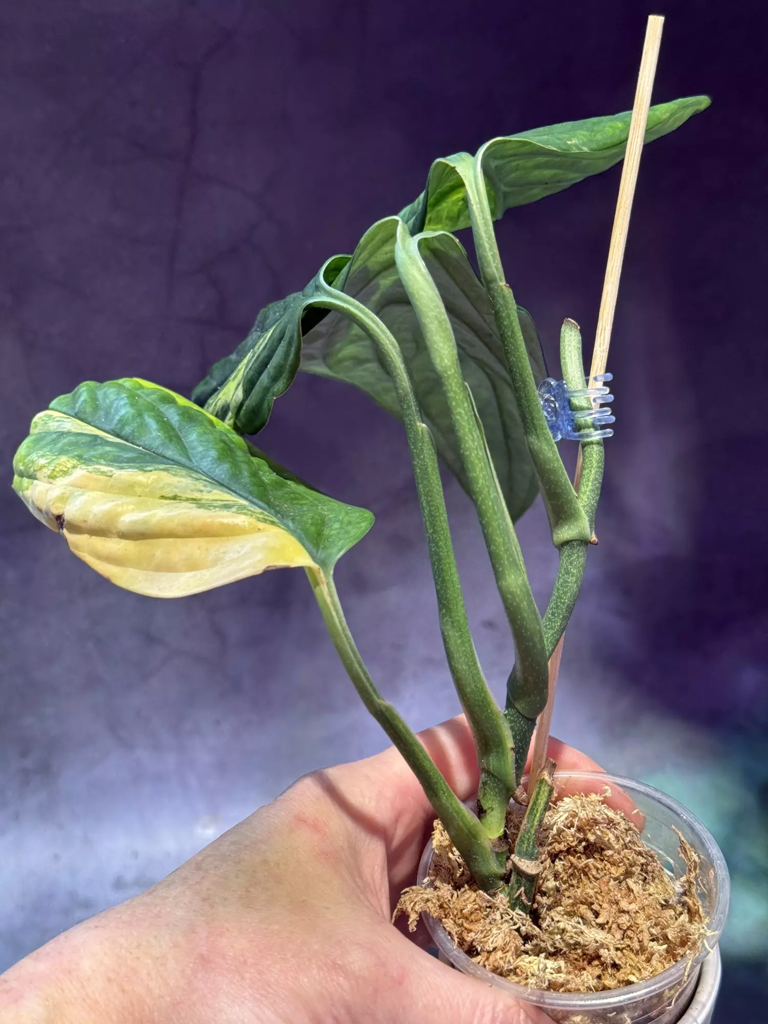 plant/Variagated Peru monstera-2