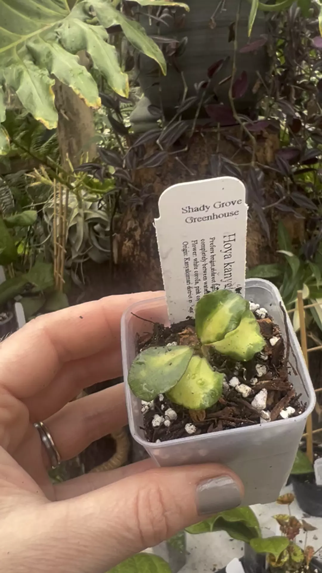 plant/Hoya kanyakumariana var-1