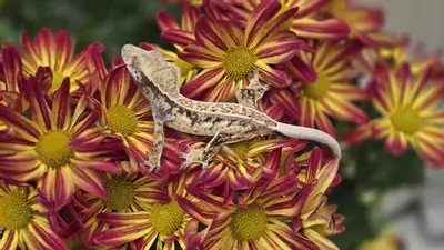 plant/Spotty high white drippy pin-2-thumbnail