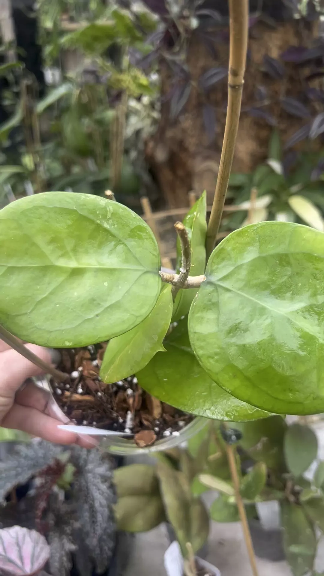 plant/Hoya ricardo-1