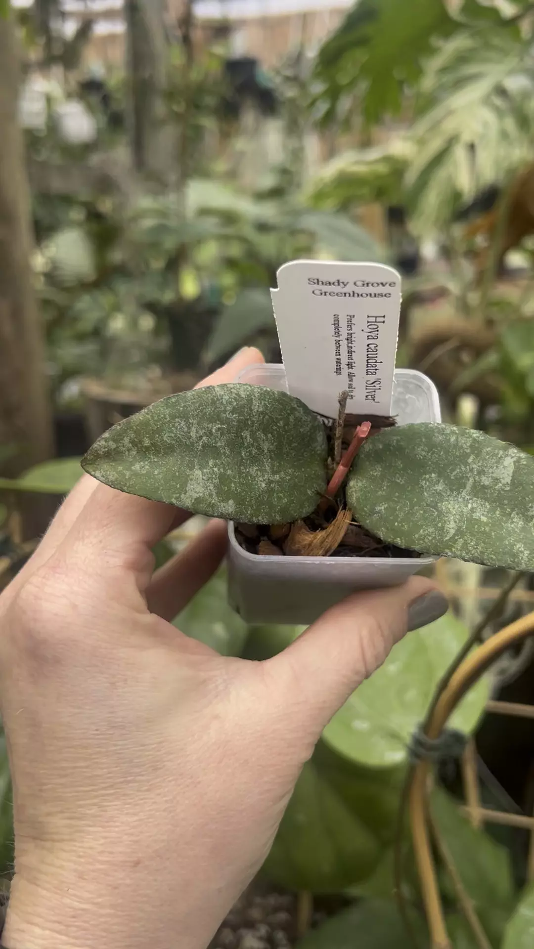 plant/Hoya Caudata silver-1