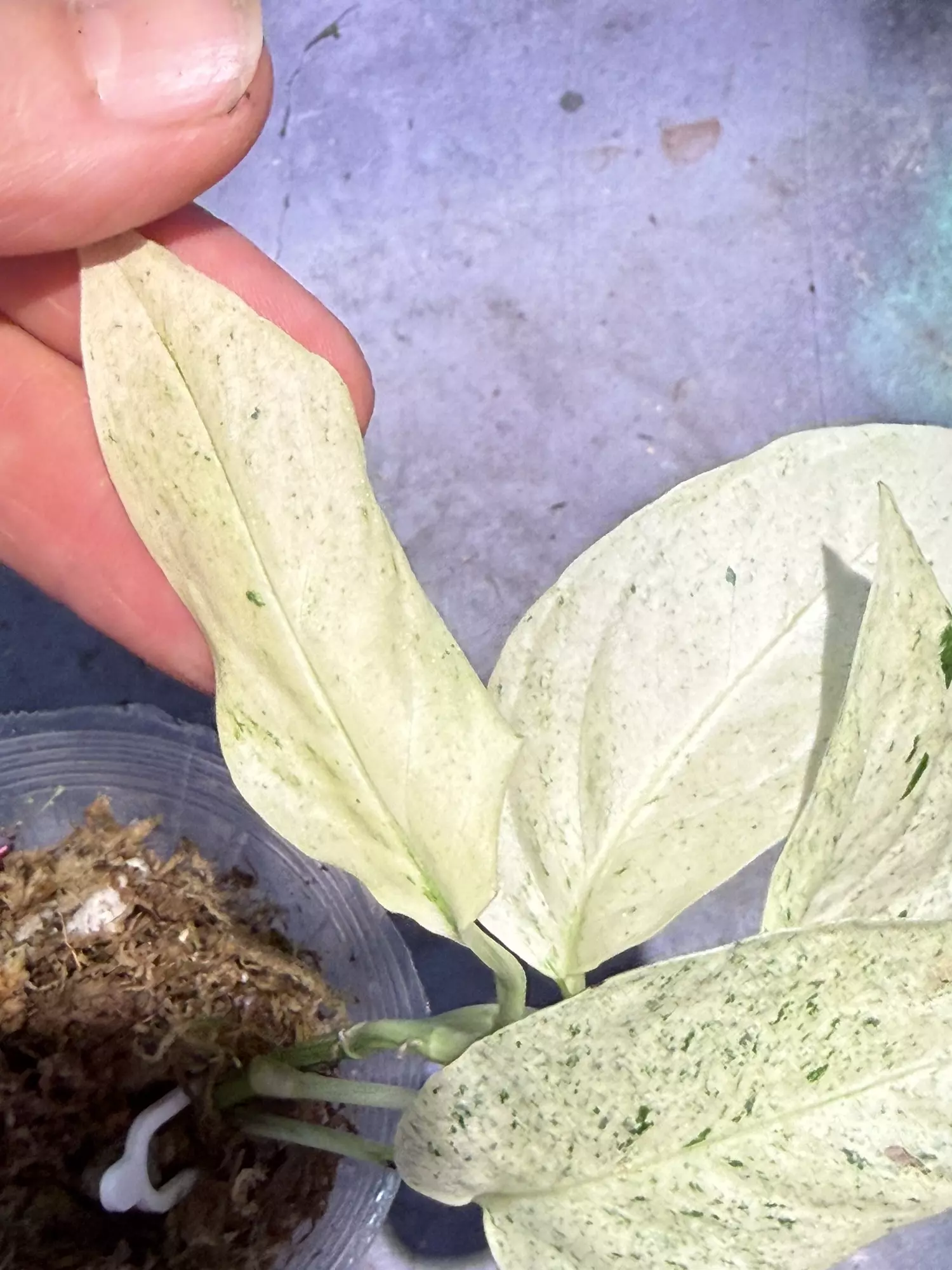 plant/Variegated laniata monstera lightly rooted-1