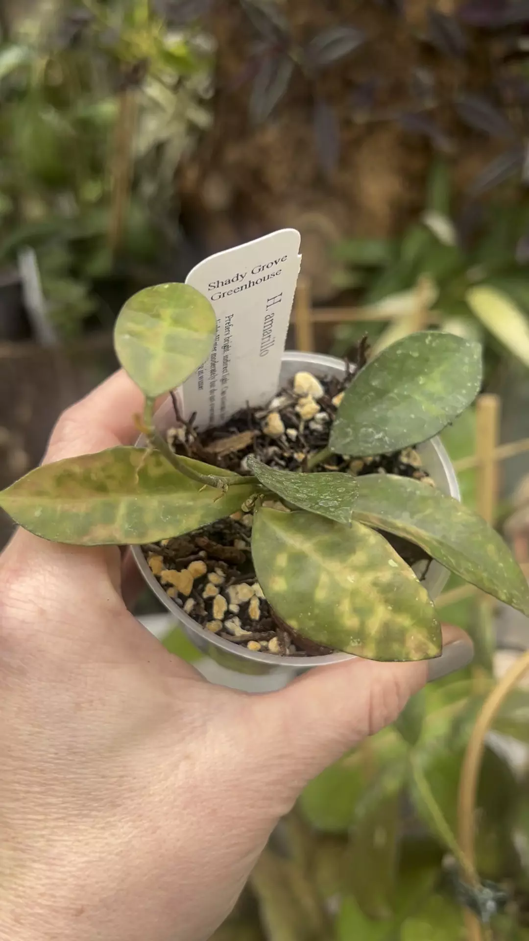 plant/Hoya amarillo-1