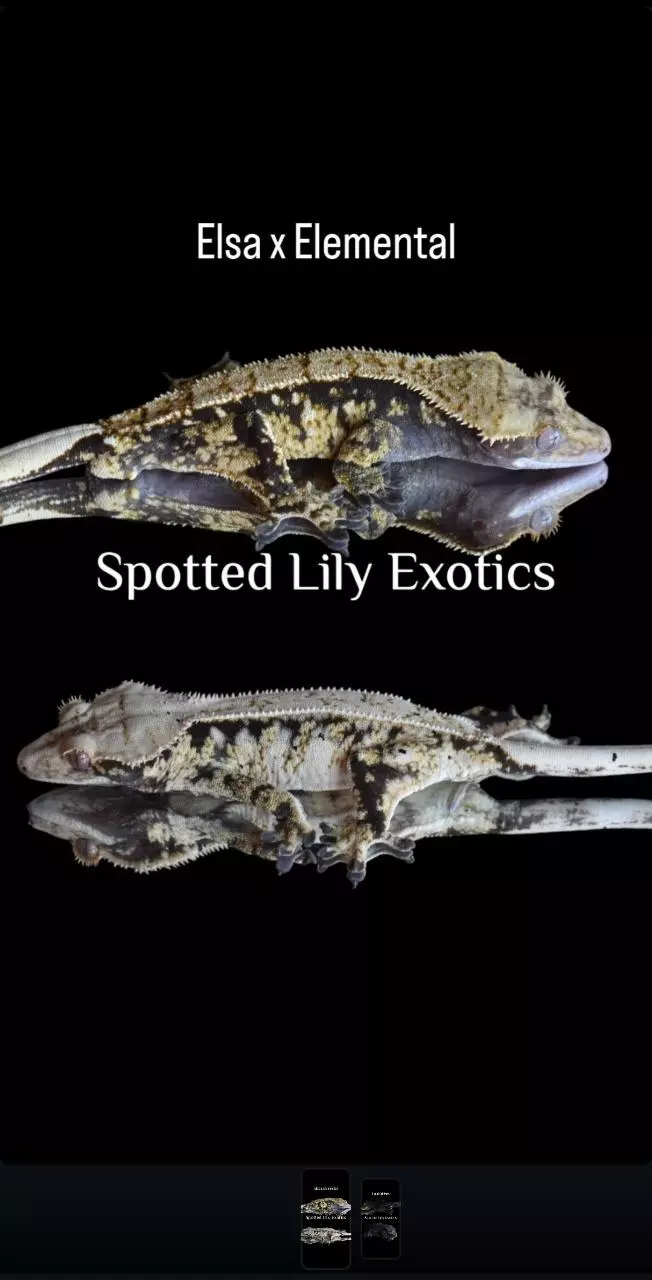 plant/Spotty high white drippy pin-3