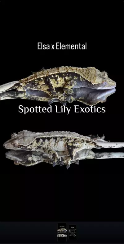 plant/Spotty high white drippy pin-3-thumbnail