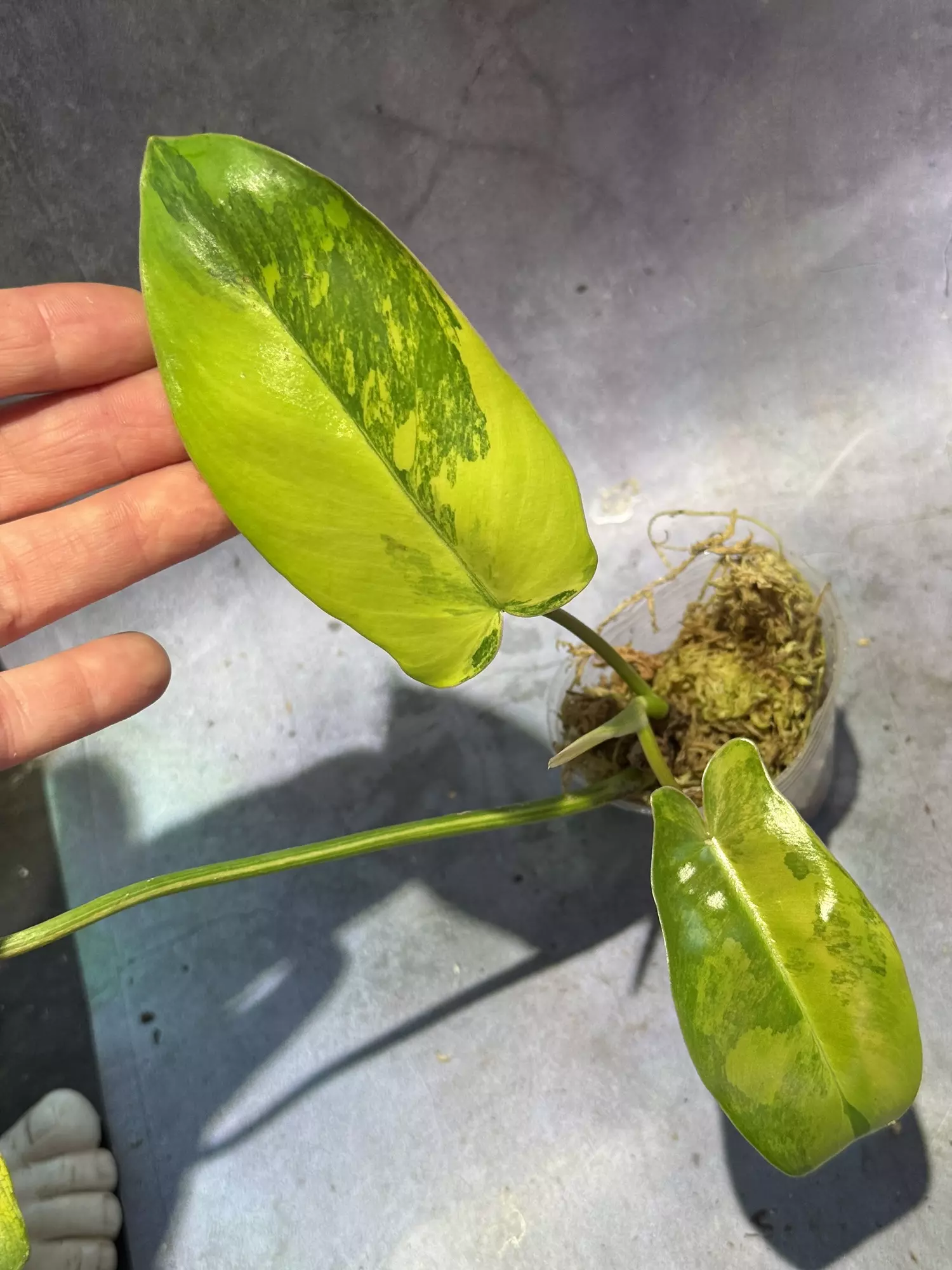 plant/Aquarius philodendron high color-0