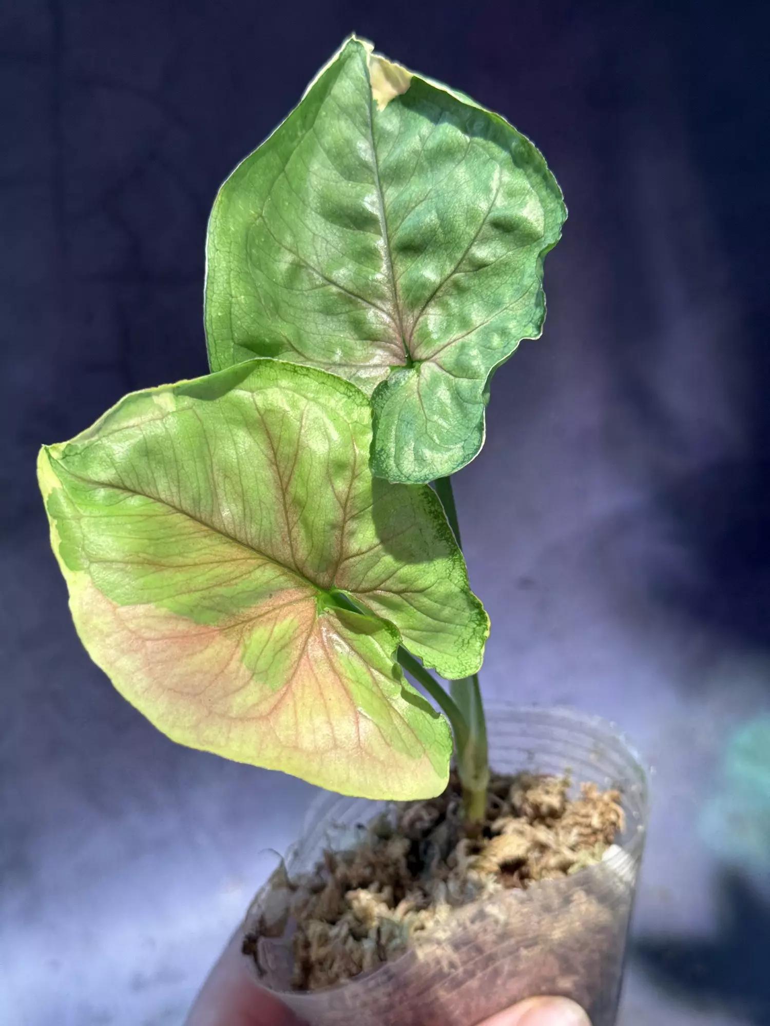 plant/Syngonium Variagated mango allusion-0