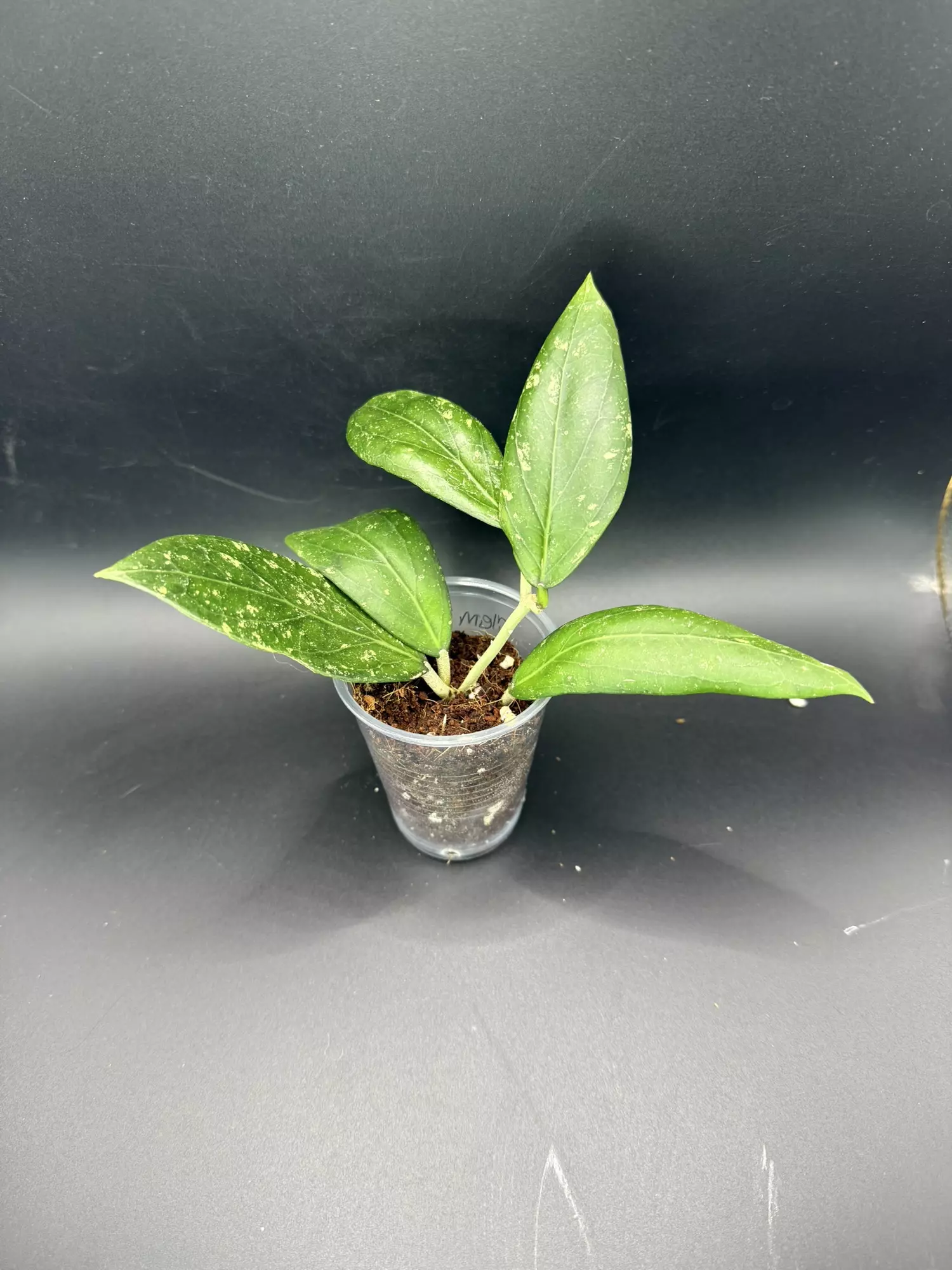 plant/Hoya Clemensorium x Seedling-1