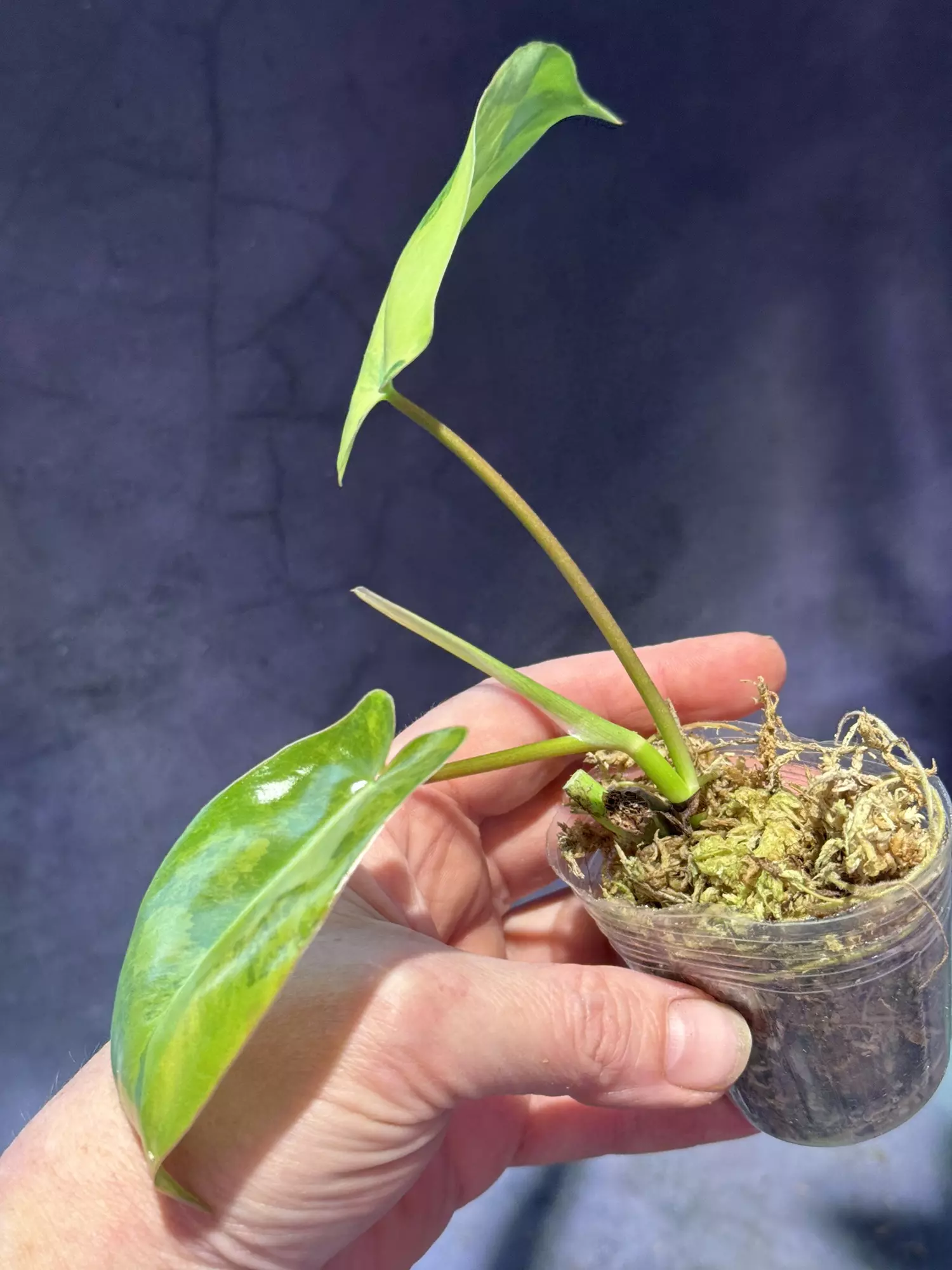 plant/Aquarius philodendron high color-1