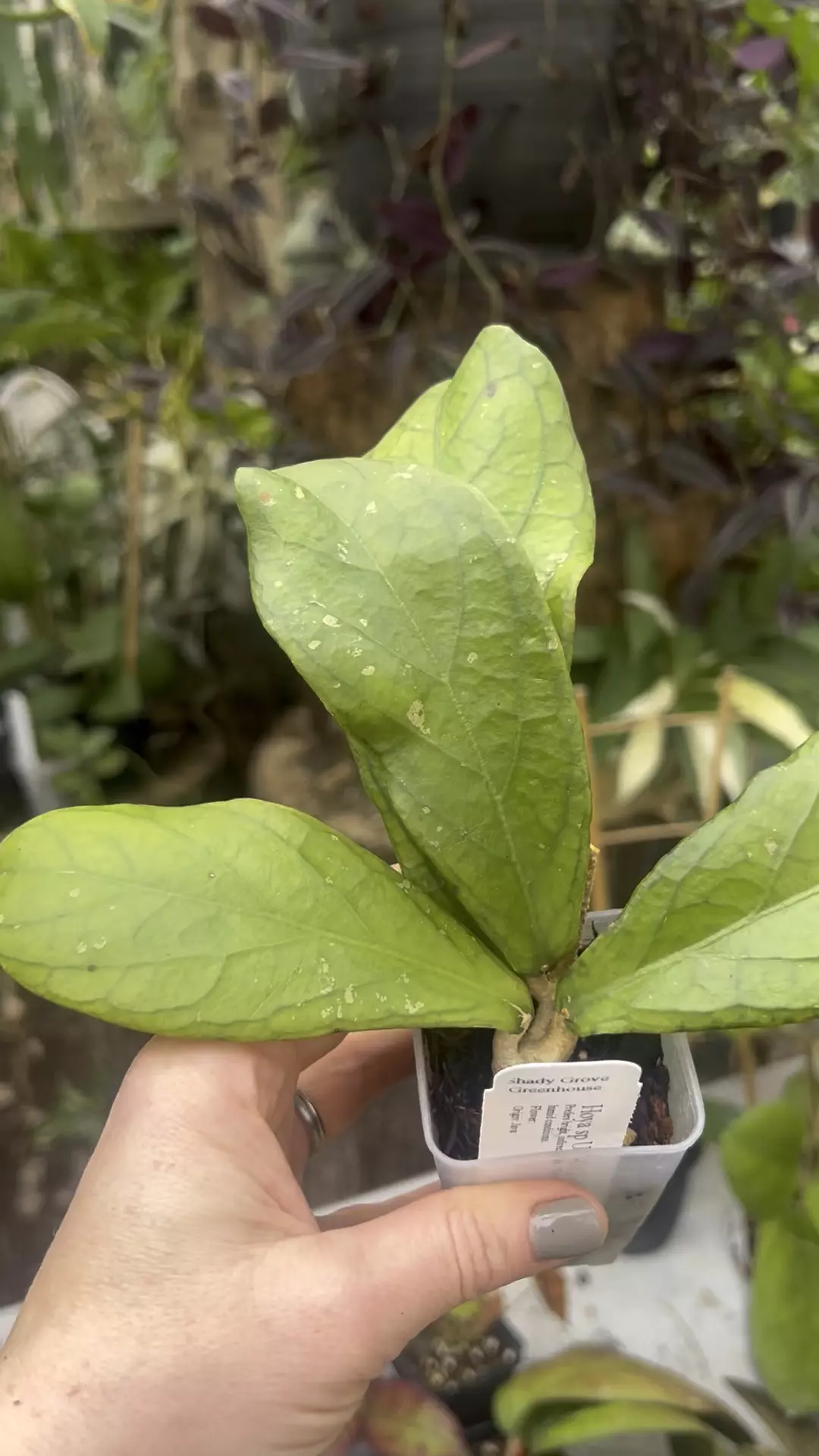 plant/Hoya sp UT012 aff forbesii-1