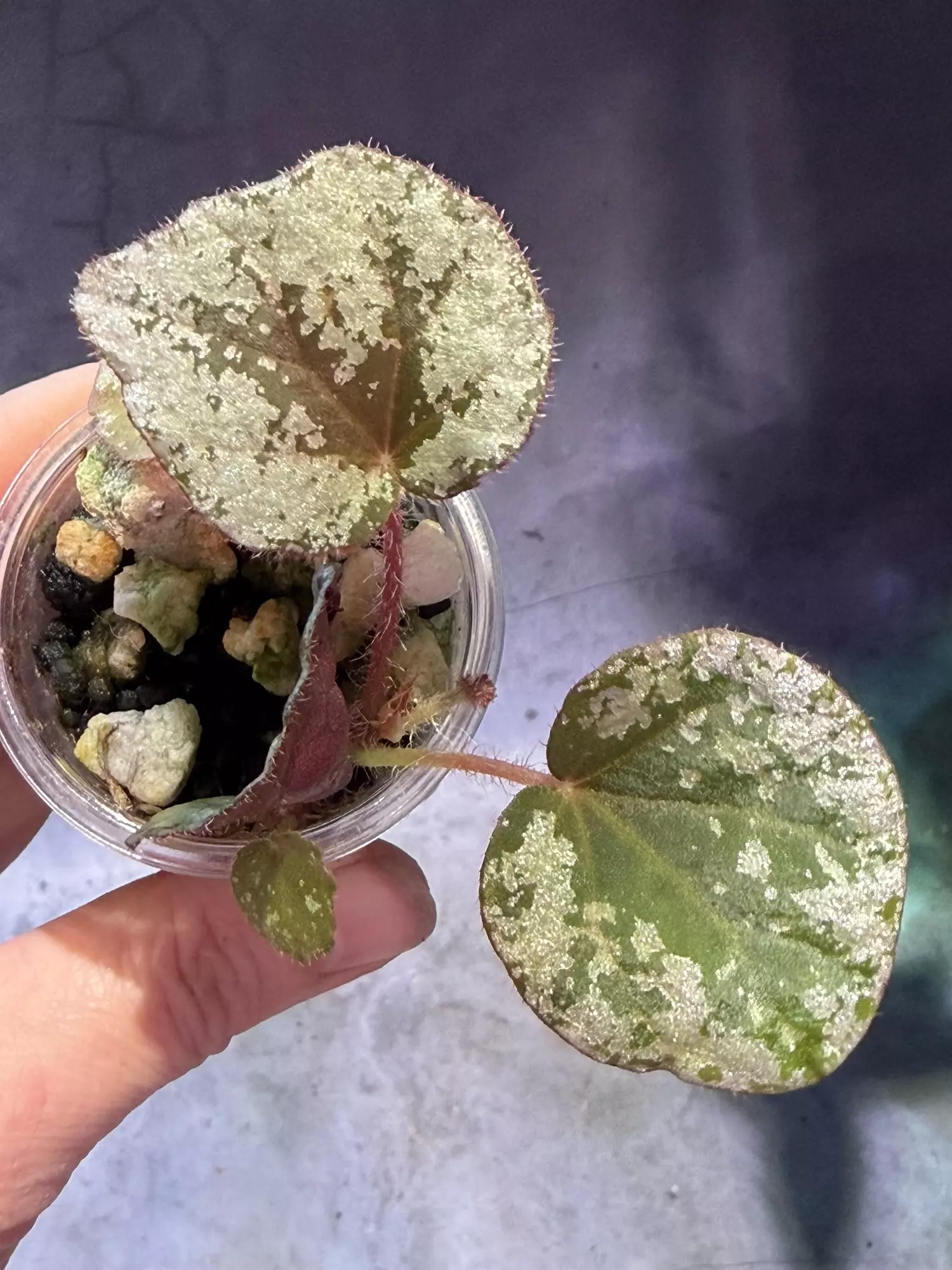 plant/Begonia sykakiengii- first photo is mother plant-1