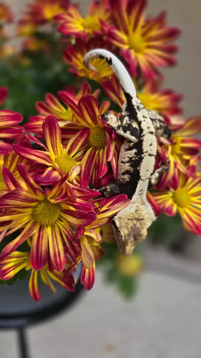 plant/Moonglow's Son-1-thumbnail