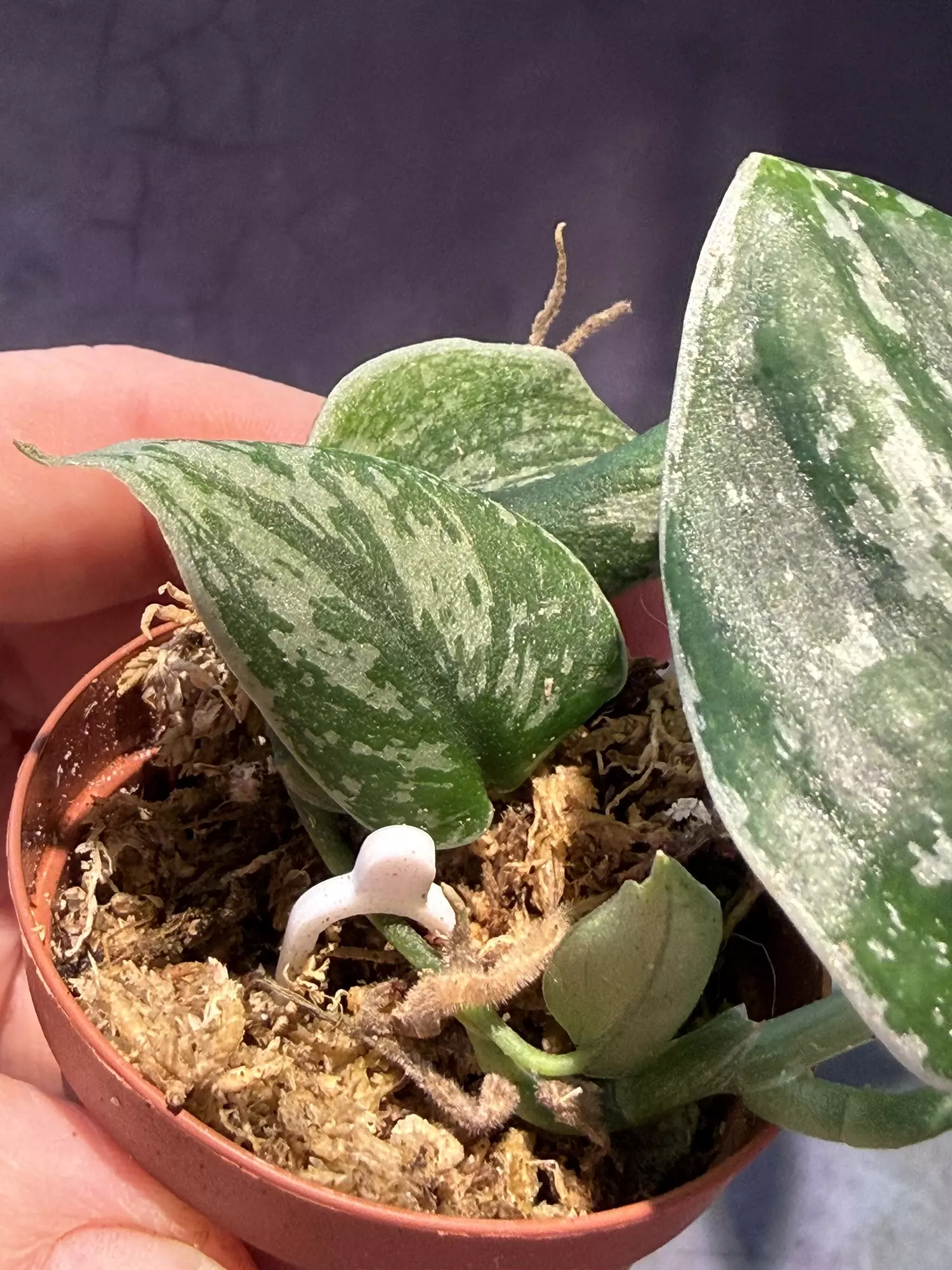 plant/Scindapsus silver army-1