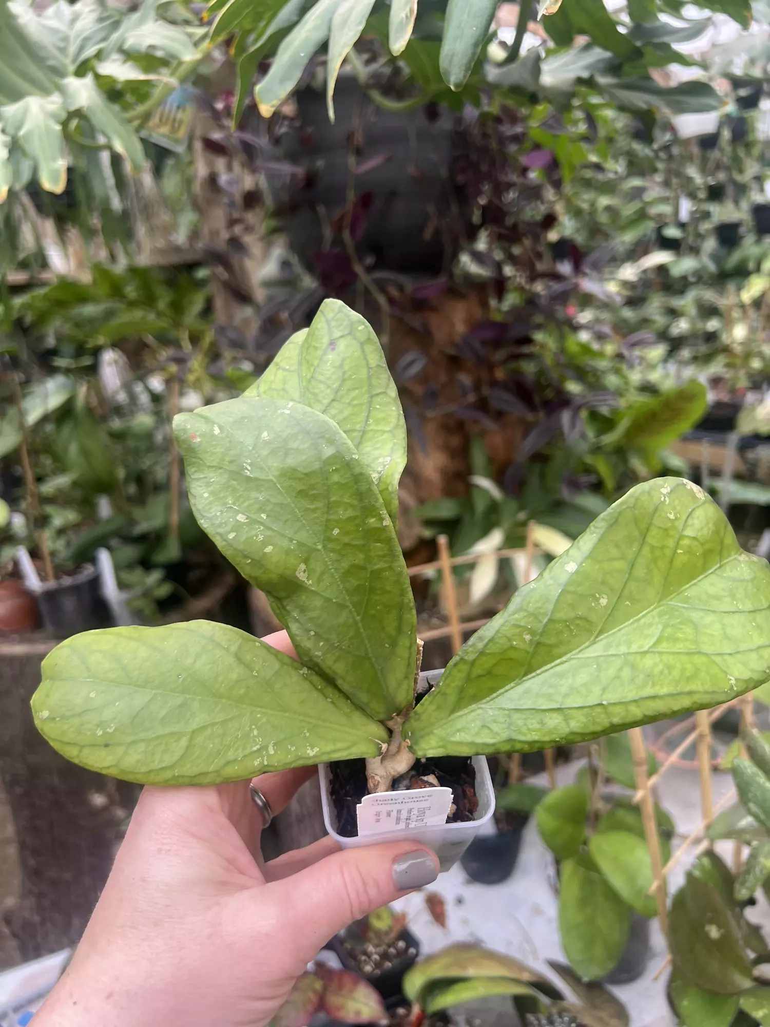 plant/Hoya sp UT012 aff forbesii-0