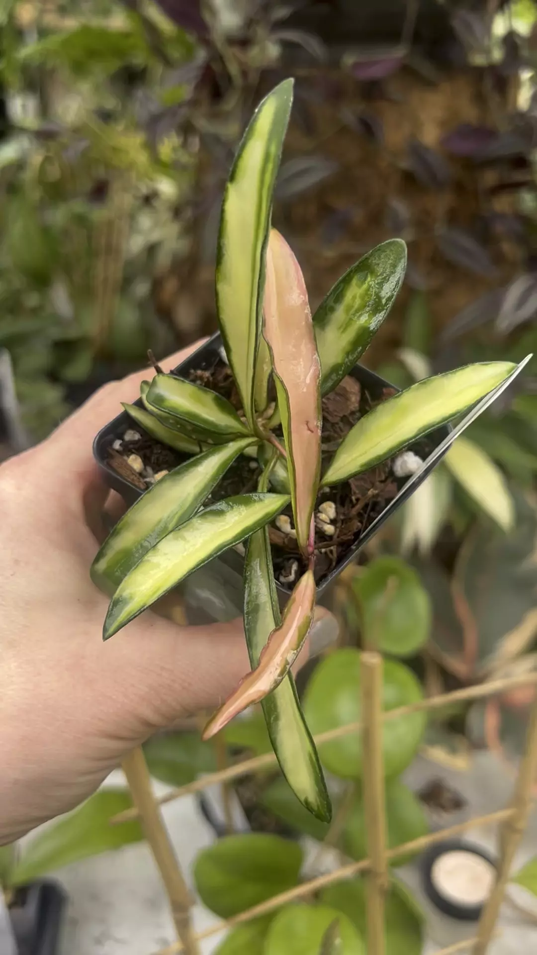 plant/Hoya wayetii tricolor-1