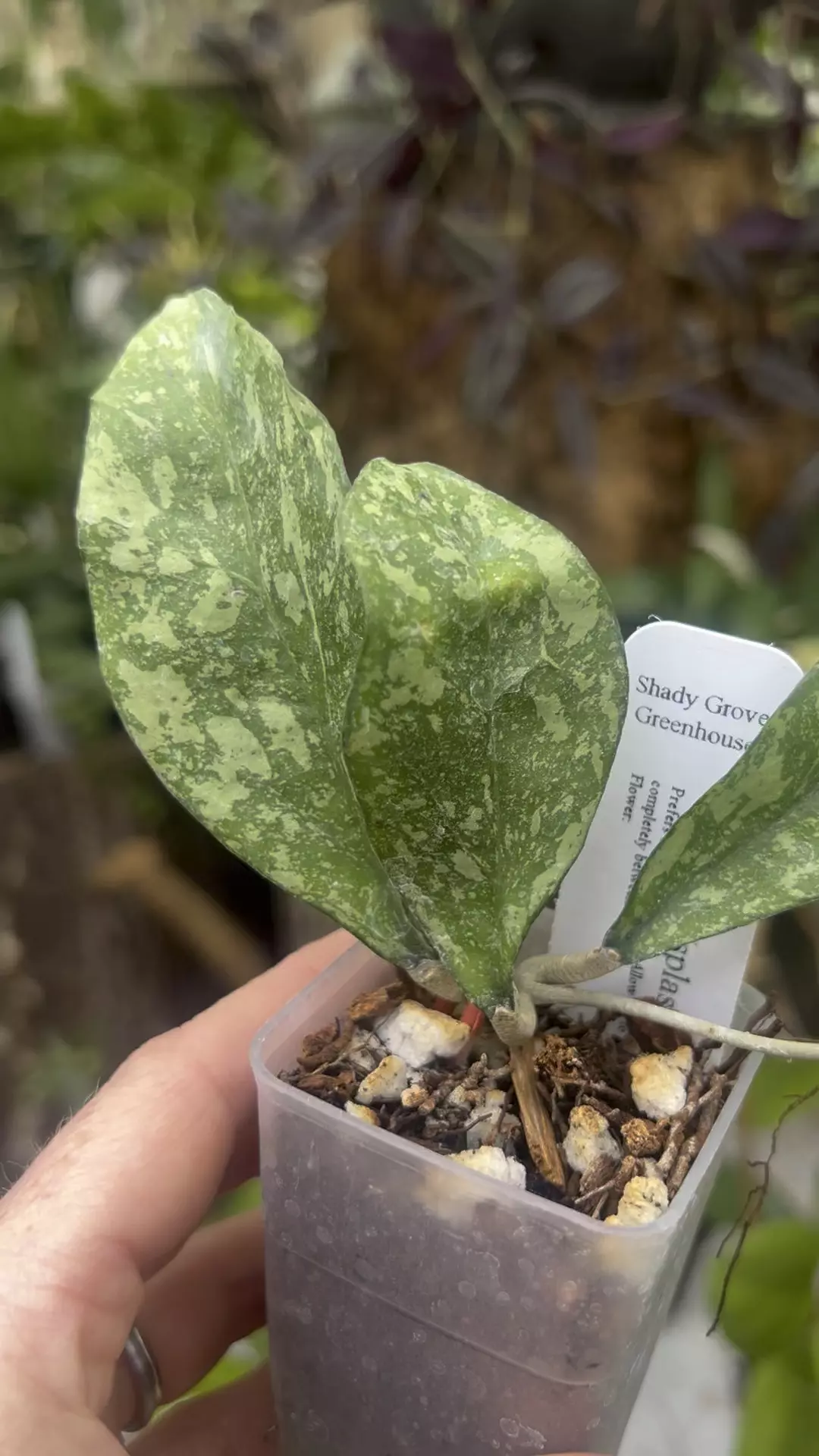 plant/Hoya crassi splash x Michele clone 2-1