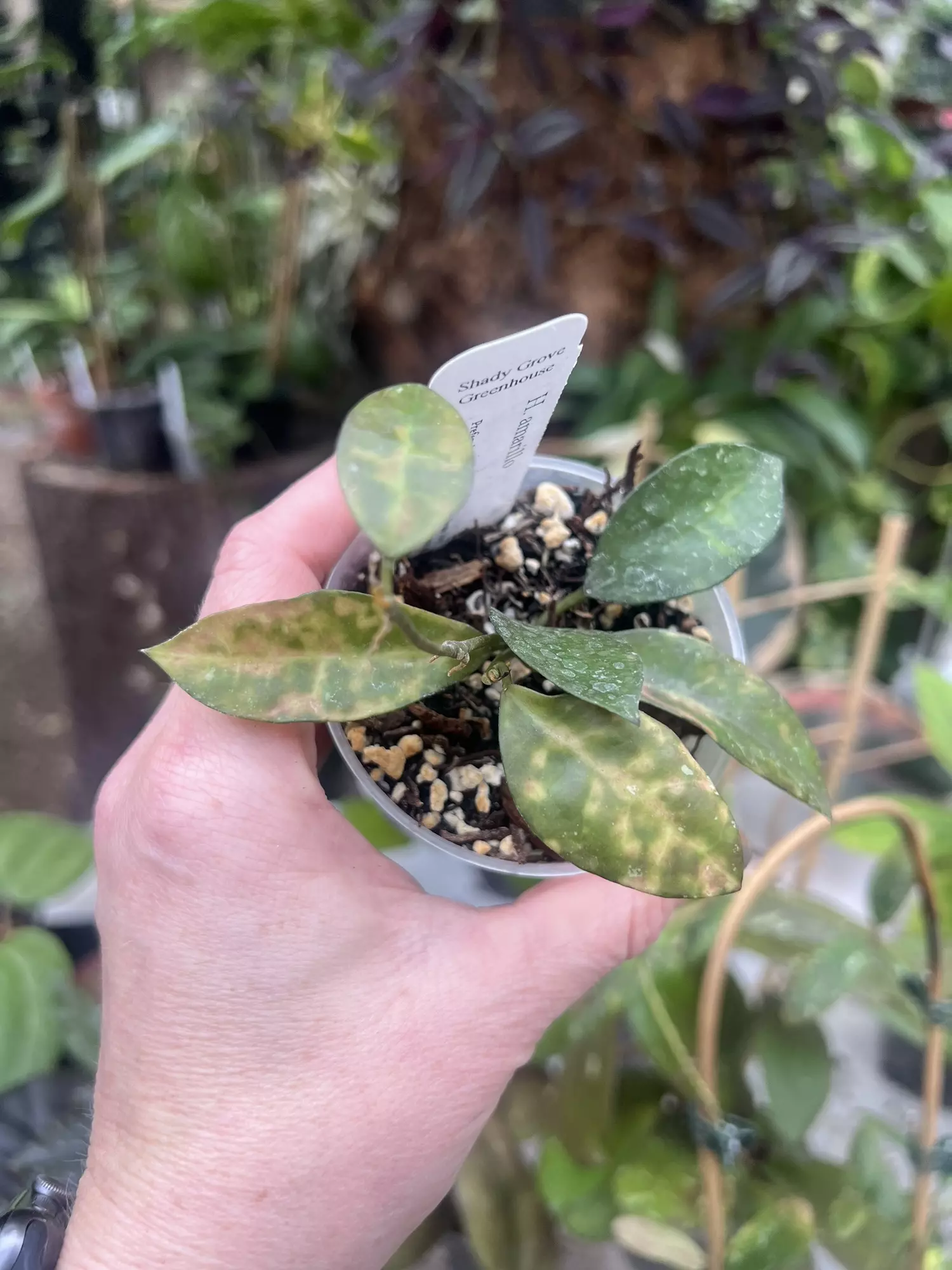 plant/Hoya amarillo-0