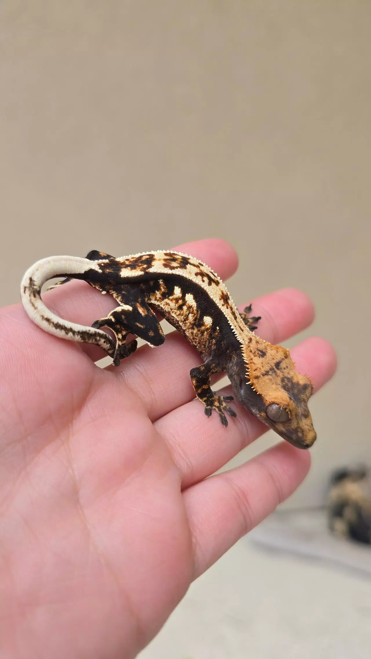 plant/Gorgeous pinstripe-0