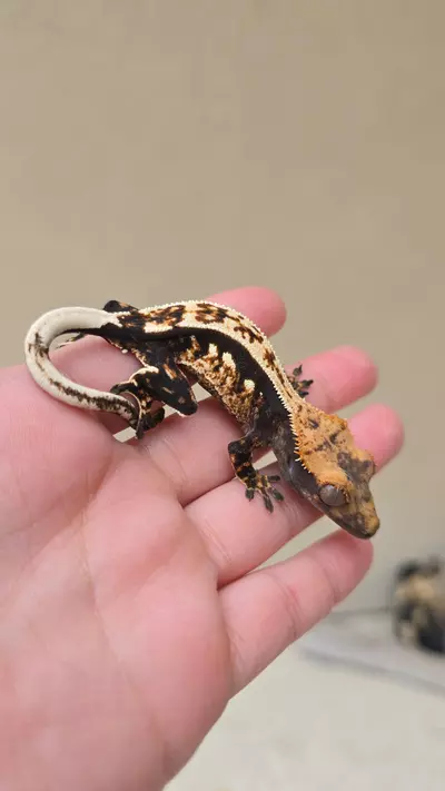 plant/Gorgeous pinstripe-0-thumbnail