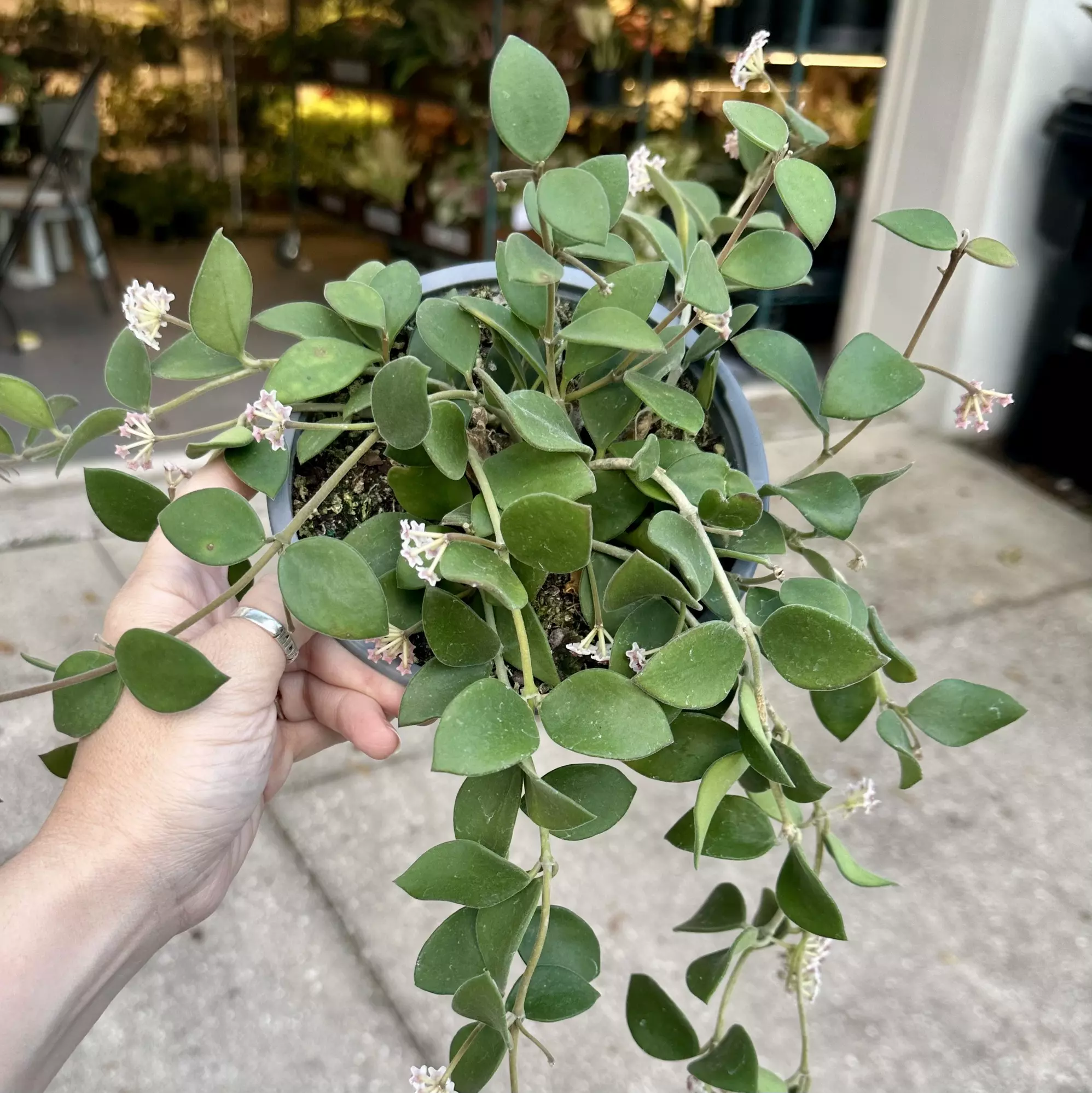 plant/Hoya nummularioides exact plant lots of blooms-0