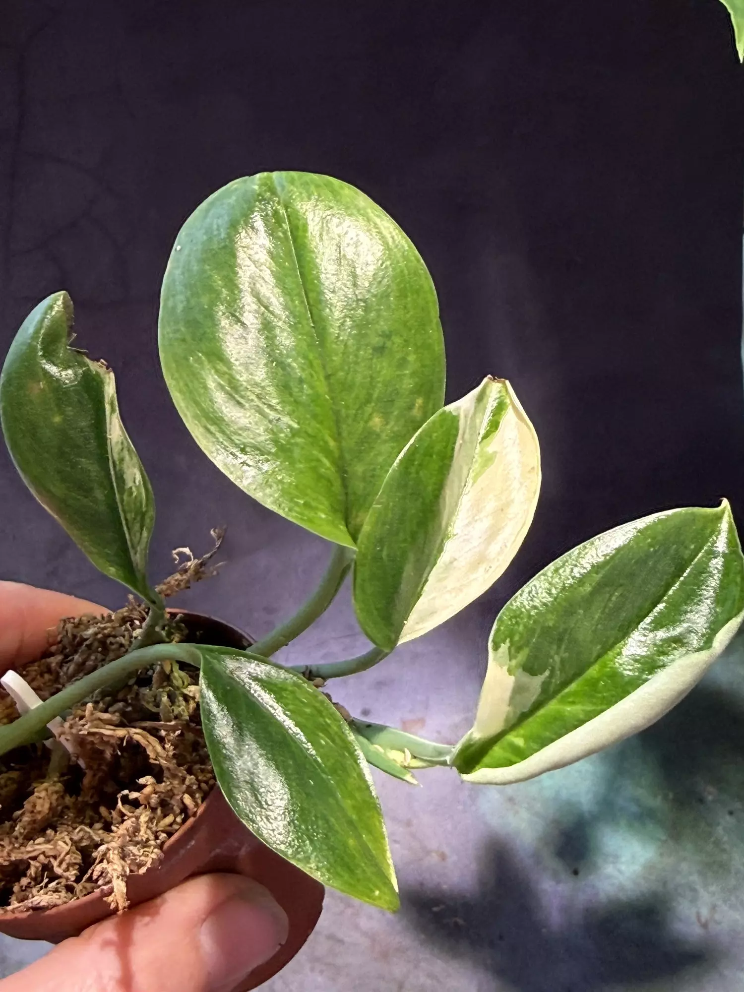 plant/Scindapsus Variagated longistipatus-1