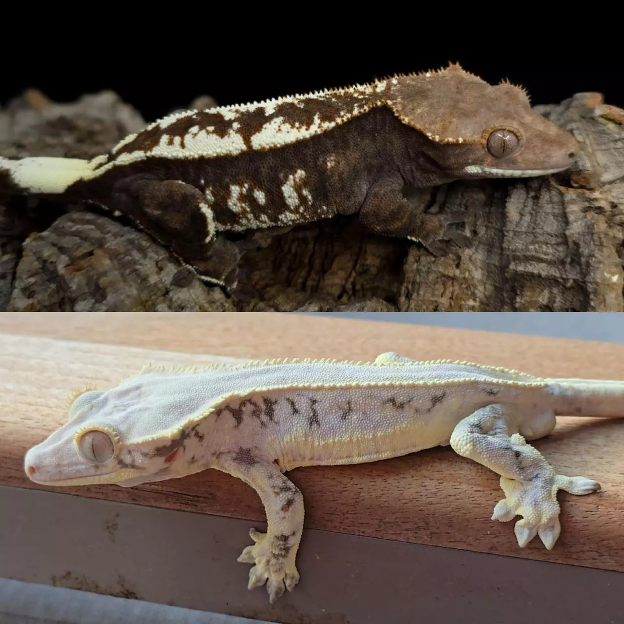 plant/Lilly white 2-4